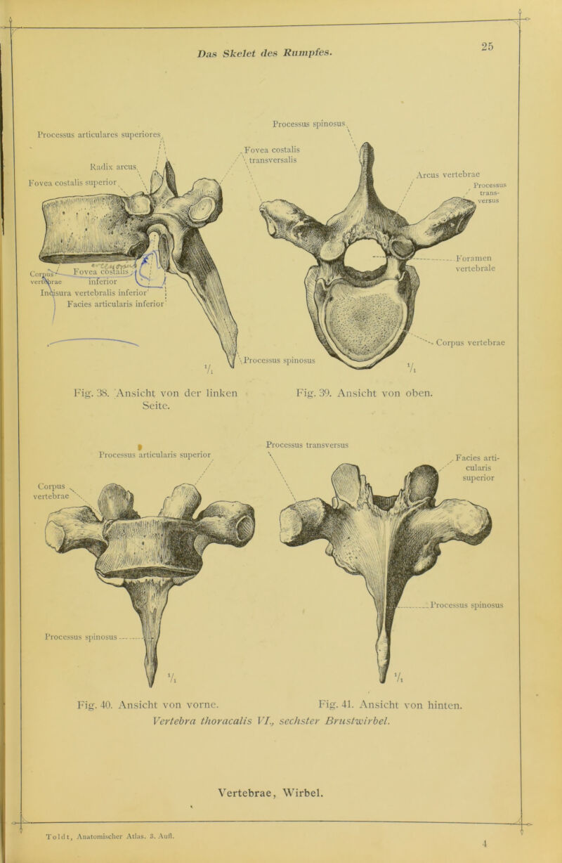 Processus articulares superiores t Radix arcus. Fovea costalis superior v Processus spinosus t , Fovea costalis \ transversalis Arcus vertebrae Processus trans versus Corpus^——J ovea co vertebrae inferior Incisura vertebralis inferior' , Facies articularis inferior' Fora men vertebrale \ Processus spinosus i Corpus vertebrae Fig. 38. Ansicht von der linken Seite. Fig. 39. Ansicht von oben. Corpus N vertebrae '\ Processus articularis superior Processus transversus . Facies arti- cularis superior Processus spinosus Processus spinosus 7. Fig. 41. Ansicht von hinten. Fig. 40. Ansicht von vorne. Vertebrci thoracalis VI., sechster Brustwirbel. Vertebrae, Wirbel. Toi dt, Anatomischer Atlas. 3. Auf). 4