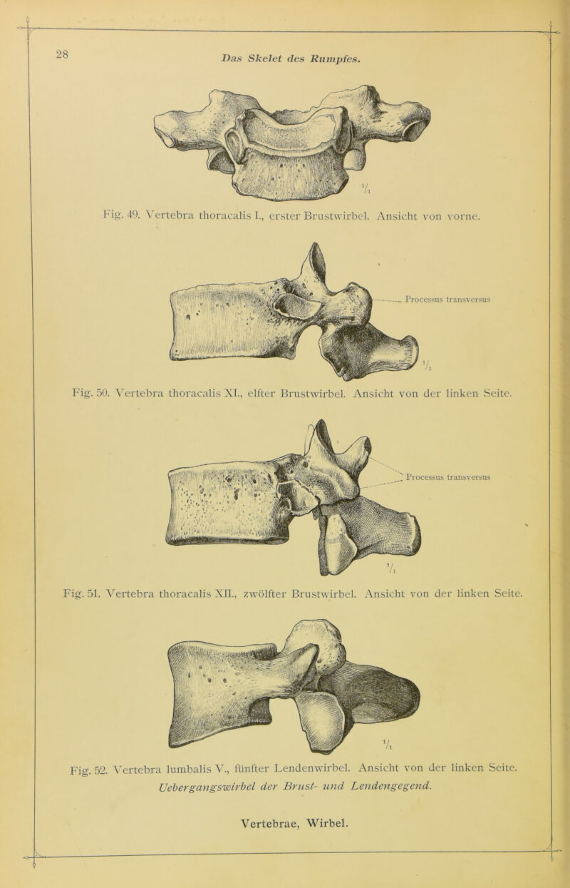 Das Skelet des Rumpfes Hg. 49. Vertebra thoracalis I., erster Brustwirbel. Ansicht von vorne. Processus transversus Fig. 50. Vertebra thoracalis XI., elfter Brustwirbel. Ansicht von der linken Seite. Fig. 52. Vertebra lumbalis V., fünfter Lendenwirbel. Ansicht von der linken Seite. Ueher gangswirbel dev Brust- und Lendengegend.