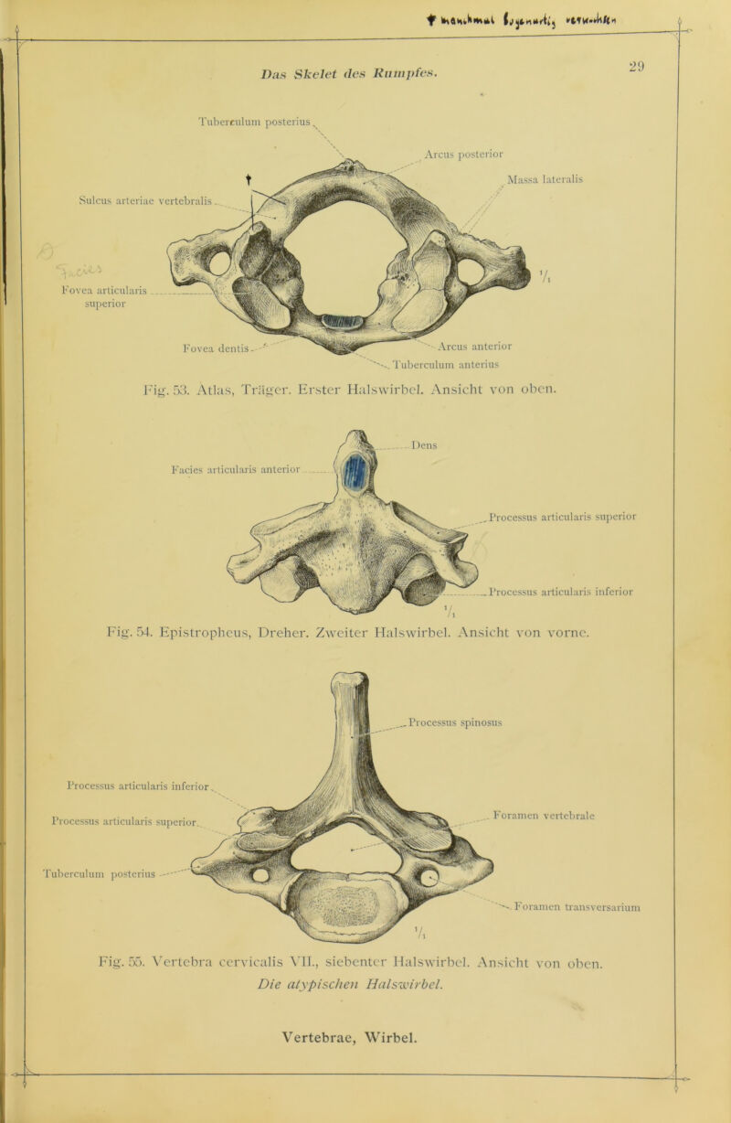 Tuberculum posterius Fovea articularis superior Fovea dentis. ' ''- Arcus anterior Tuberculum anterius t Sulcus arteriae vertebralis. Arcus posterior Massa lateralis 29 .Processus articularis inferior Fig. 54. Epistropheus, Dreher. Zweiter Halswirbel. Ansicht von vorne. Fig. 53. Atlas, Träger. Erster Halswirbel. Ansicht von oben. Dens Facies articularis anterior -„Processus articularis superior .. Processus spinosus Processus articularis inferior- Processus articularis superior Tuberculum posterius Foramen vertebrale Foramen transversarium Fig. 55. Vertebra cervicalis ATI., siebenter Halswirbel. Ansicht von oben. Die atypischen Halswirbel.