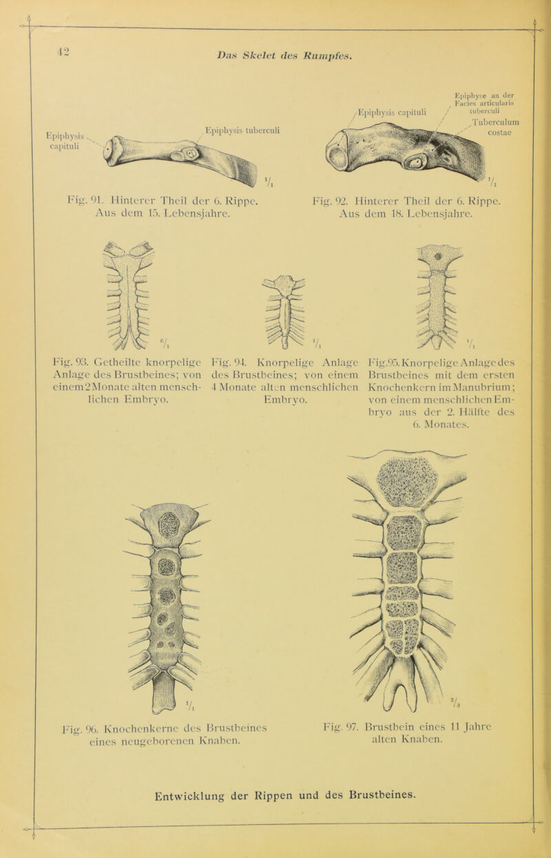 Epiphysis capituli , Epiphysis tuberculi /Epiphysis capituli Epiphyse an der Facies articularis luberculi ^Tuberculum costae Fig. 91. Hinterer Theil der 6. Rippe. Aus dem 15. Lebensjahre. Fig. 92. Hinterer Theil der 6. Rippe. Aus dem 18. Lebensjahre. 4'4g. 93. Gethciltc knorpelige Anlage des Brustbeines; von cinem2Monate alten mensch- lichen Embryo. Fig. 94. Knorpelige Anlage des Brustbeines; von einem 4 Monate alten menschlichen Embryo. F i g. 95. K n o r p el ige An 1 a g e d c s Brustbeines mit dem ersten Knochenkern im Manubrium; von einem menschlichen Em- bryo aus der 2. Hälfte des 6. Monates. Fig. 96. Knochenkerne des Brustbeines eines neugeborenen Knaben. Fig. 97. Brustbein eines 11 Jahre alten Knaben. Entwicklung der Rippen und des Brustbeines.