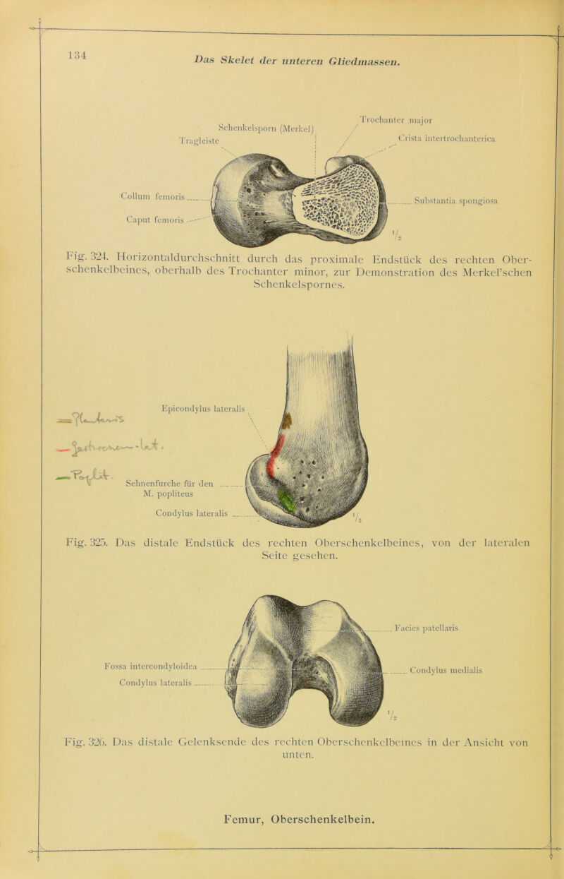 Schenkelsporn (Merkel) Tragleiste Trochanter major Crista intertrochanterica Collum femoris Caput femoris Substantia Spongiosa Fig. o24. Horizontaldurchschnitt durch das proximale Endstück des rechten Ober- schenkelbeines, oberhalb des Trochanter minor, zur Demonstration des Merkel’schen Schenkel spornes. Fig. 325. Das distale Endstück des rechten Oberschenkelbeines, von der lateralen Seite gesehen. Fig. 326. Das distale Gelcnksende des rechten Oberschenkelbeines in der Ansicht von unten.