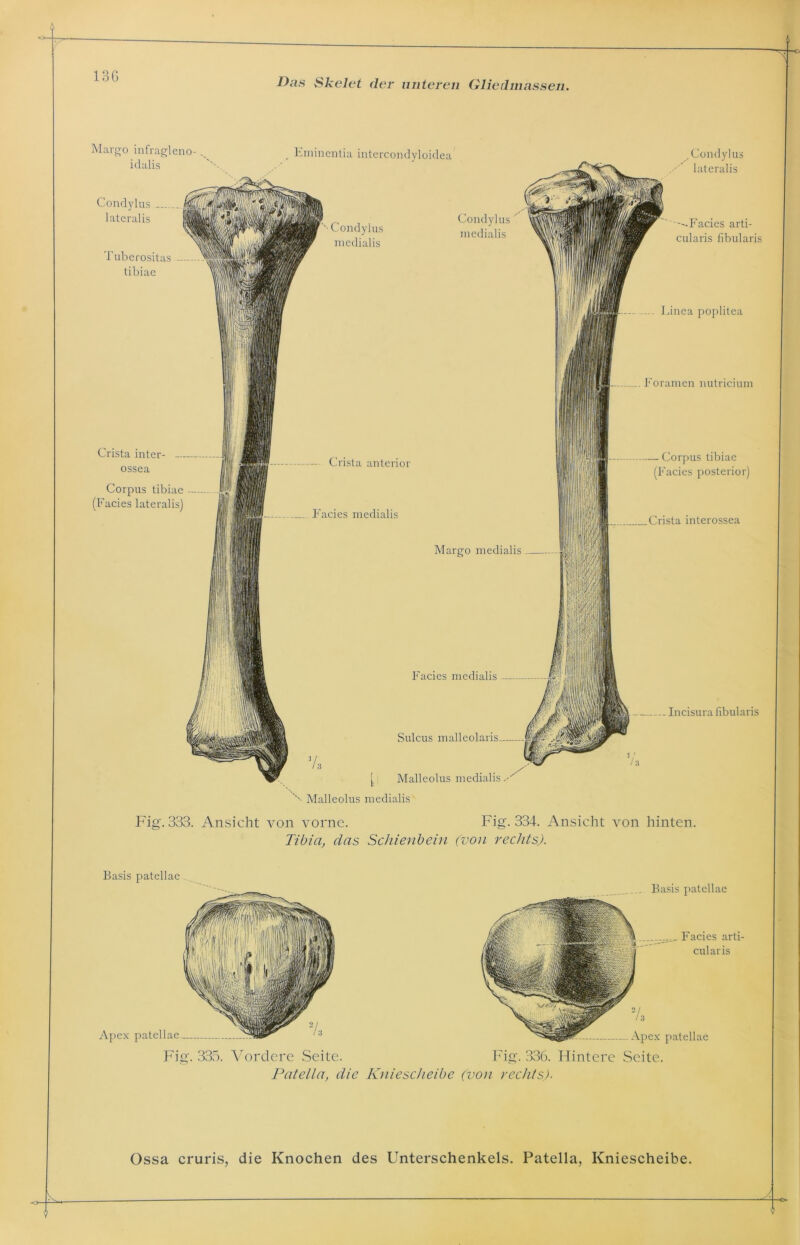 Das Skelet der unteren Gliedmassen. Margo infragleno- idalis Condylus lateralis Tuberositas tibiae Eminentia intercondyloidea Crista inter- ossea Corpus tibiae (Facies lateralis) -Condylus medialis Condylus medialis Crista anterior Facies medialis Margo medialis Facies medialis Sulcus malleolaris , Condylus lateralis '--Facies arti- cularis fibularis Linea poplitea Foramen nutricium - Corpus tibiae (Facies posterior) _Crista interossea Incisura fibularis V. [ Malleolus medialis A L Malleolus medialis Fig. 333. Ansicht von vorne. Fig. 334. Ansicht von hinten. Tibia, das Schienbein (von rechts). Basis patellae . Basis patellae Apex patellae Fig. 335. Vordere Seite. Apex patellae Fig. 336. Hintere Seite. Patella, die Kniescheibe (von rechts). Facies arti- cularis Ossa cruris, die Knochen des Unterschenkels. Patella, Kniescheibe.