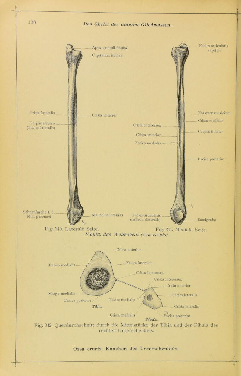 Das Skelet der unteren Gliedmassen. Apex capituli Fibulae Capitulum fibulae « Facies articularis capituli Crista lateralis Corpus fibulae (Facies lateralis) Crista anterior Crista interossea Crista anterior Facies medialis. F orarnen nutricium Crista medialis Corpus fibulae Facies posterior Selmenfurche f. d. Mm. peronaei V. Malleolus lateralis Facies articularis malleoli (lateralis) Vs __ Bandgrube Fig. 340. Laterale Seite. Fig. 341. Mediale Seite. Fibula, das Wadenbein (von rechts). „Crista anterior Facies medialis — „Facies lateralis Margo medialis Facies posterior . '' Tibia Crista interossea Crista interossea Crista anterior Facies lateralis Crista lateralis - r acies posterior Crista medialis Fibula Fig. 342. Querdurchschnitt durch die Mittelstücke der Tibia und der Fibula des rechten Unterschenkels. Ossa cruris, Knochen des Unterschenkels.