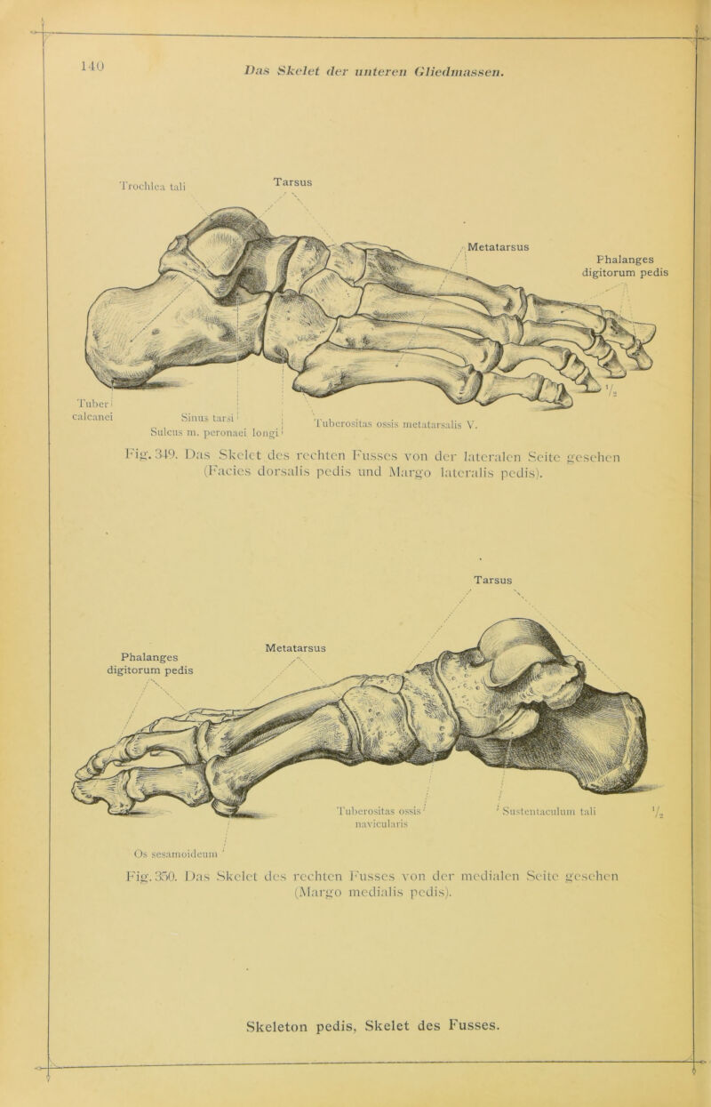 Trochlea tali Tarsus Tuber; calcanei Sinus tarsi: Sulcus m. peronaei longi' Tuberositas ossis inetatarsalis V Metatarsus Phalanges digitorum pedis Fig. 349. Das Skelet des rechten Fusses von der lateralen Seite gesehen (Facies dorsalis pedis und Margo lateralis pedis). Phalanges digitorum pedis Metatarsus Tarsus Tuberositas ossis •' navicularis ’ Sustentaeuluni tali Os sesamoideum Fig. 350. Das Skelet des rechten Fusses von der medialen Seite gesehen (Margo medialis pedis).