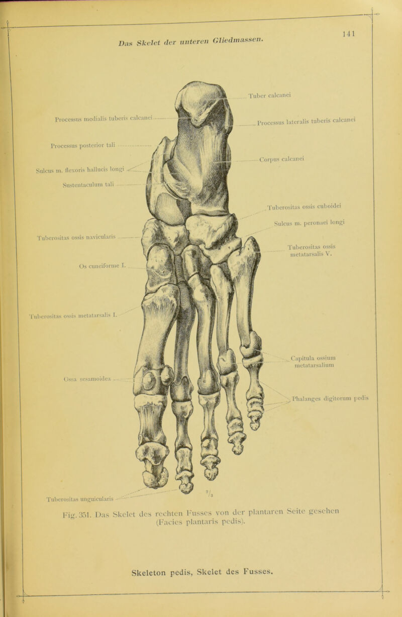 Das Skelet der unteren Gliedmassen. .. Tuber calcanei Processus posterior tali Sulcus m. ilexoris hallucis longi Sustentaculum tali Tubcrositas ossis navicularis (3s cuneiforme I. Tubcrositas ossis metatarsalis I. Corpus calcanei i'uberositas ossis cuboidei Sulcus m. peronaei longi Tuberositas ossis metatarsalis V. Tuberositas unguicularis • Processus medialis tuberis calcanei Processus lateralis tuberis calcanei . Capitula ossium metatarsalium Ossa sesamoidca - ■ . Phalanges digitorum pedi Fio-, 3öl. Das Skelet des rechten Kusses von der plantaren (Facies plantaris pedis). Seite gesehen