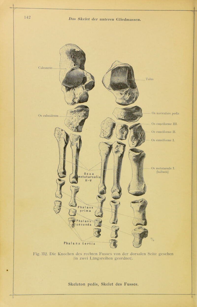 T)<is Skelet der unteren Gliedmassen. Calcaneus Os cuboideum Os cuijeiforme III Os cuneiforme II Os cuneiforme I Os metatarsale I (hallucis) 0 s s a metatarsalia Fig. 352. Die Knochen des rechten Fusses von der dorsalen Seite gesehen (in zwei Längsreihen geordnet).