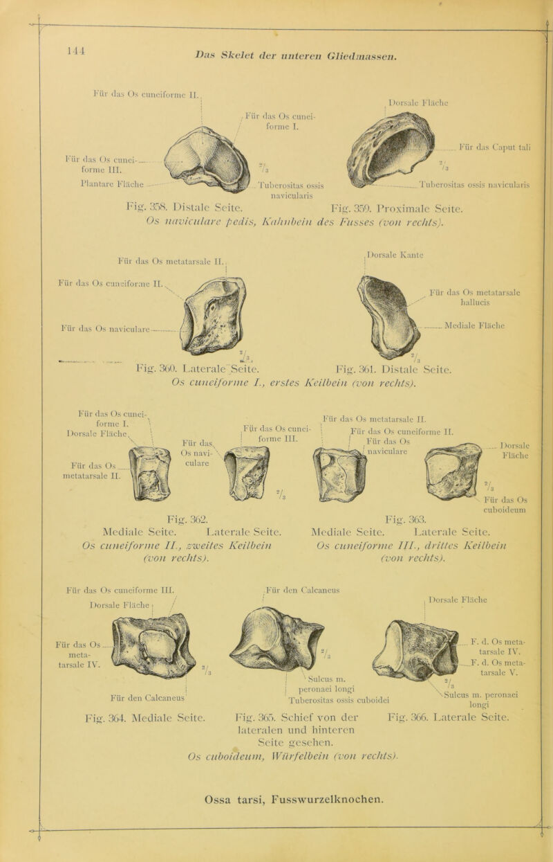 Das Skelet der unteren Gliedmassen. 1* iir das Os cuneiforme II., Für das Os cunei-— formc III. Plantare Fläche 7, Tuberositas ossis navicularis , Für das Os cunei- forme I. Dorsale Fläche I Für das Caput tali 2 ‘ / 3 Tuberositas ossis navicularis Fig. 358. Distale Seite. Fig. 359. Proximale Seite. Os nuviculare pedis, Kahnbein des Fusses (von rechts). Für das Os metatarsale II., , I lorsale Kante Für das Os cuneiforme II. Für das Os naviculare Fig. 360. Laterale Seite. Os cuneiforme I., Für das Os metatarsale hallucis Mediale Fläche Fig. 361. Distale Seite. erstes Keilbein (von rechts). Für das Os cunei- forme I. Dorsale Fläche Für das Os... metatarsale II. Für das Os metatarsale II. Für dasx Os navi- ' culare Für das Os cunei- forme III. Für das Os cuneiforme II. Für das Os naviculare Dorsale Fläche 2 / / 3 Für das Os cuboideum Fig. 362. Mediale Seite. Laterale Seite. Fig. 363. Mediale Seite. Laterale Seite. Os cuneiforme II, zweites Keilbein (von rechts). Os cuneiforme III., drittes Keilbein (von rechts). Für das Os cuneiforme III. Für den Calcancus 1 lorsale Fläche ; •, Dorsale Fläche '' Sulcus m. peronaei longi Tuberositas ossis cuboidei F. d. Os meta- tarsale IV. F. d. Os meta- tarsale V. ''-Sulcus m. peronaei longi Für das Os meta- tarsale IV. Für den Calcaneus Fig. 364. Mediale .Seite. Fig. 365. Schief von der Fig. 366. Laterale Seite. lateralen und hinteren Seite gesehen. Os cuboideum, Würfelbein (von rechts).