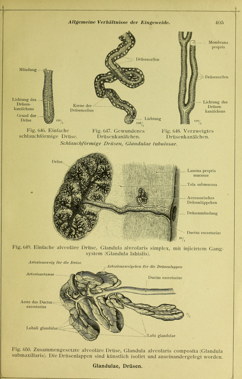 Mündung — Lichtung des -- Drüsen- kanälchens Grund der —. Drüse Kerne der - Drüsenzellen 7r Drüsenzellen |r Lichtung Membrana propria Drüsenzellen Lichtung des Drüsen- kanälchens Fig. 646. Einfache Fig. 647. Gewundenes Fig. 648. Verzweigtes schlauchförmige Drüse. Drüsenkanälchen. Drüsenkanälchen. Schlauchförmige Drüsen, Glandulae tubulosae. Drüse iilMltei Lamina propria iliUKli mucosae Lela submucosa Bl Accessorisches mm. Drüsenläppchen Drüsenmündung Ductus excretorius Fig. 649. Einfache alveoläre Drüse, Glandula alveolaris Simplex, mit injicirtem Gang- system (Glandula labialis). Arterienzweig für die Drüse Arterienstamm Aeste des Ductus ? excretorius / Arterienzwei gehen für die Drüsenlappen Ductus excretorius Lobuli glandulaeiVv LLobi glandulae Fig. 650. Zusammengesetzte alveoläre Drüse, Glandula alveolaris composita (Glandula submaxillaris). Die Drüsenlappen sind künstlich isolirt und auseinandergelegt worden. Glandulae, Drüsen.