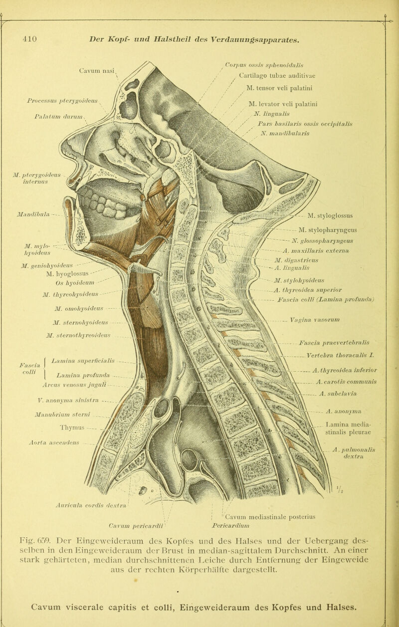 Cavum nasi Pi'ocessus pterygoideus. Palatum durum „ Corpus ossis sphenoidalis y Cartilago tubae auditivae M. tensor veli palatini M. levator veli palatini _ N. lingualis Pai'S basilai'is ossis occipitalis N. mandibularis M. pterygoideus internus Mandibula M. geniohyoideus M. liyoglossus Os hyoideum 1. styloglossus M. stylopharyngeus N. glossopharyngeus A. maxillaris externa M. stylohyoideus thyreoidea superior Fascia colli (Lamina profunda) - - Fascia praevertebralis Vertebra thoracalis I. A. thyreoidea inferior - A. carotis communis ^ A. subclavia A. anonym a Lamina media- stinalis pleurae A. pulmonalis dextra Auricula cordis dextra Cavum pericardii I u Cavum mediastinale posterius Pericardium Fig. 659. Der Eingeweideraum des Kopfes und des Halses und der Uebergang des- selben in den Eingeweideraum der Brust in median-sagittalem Durchschnitt. An einer stark gehärteten, median durchschnittenen Leiche durch Entfernung der Eingeweide aus der rechten Körperhälfte dargestellt.