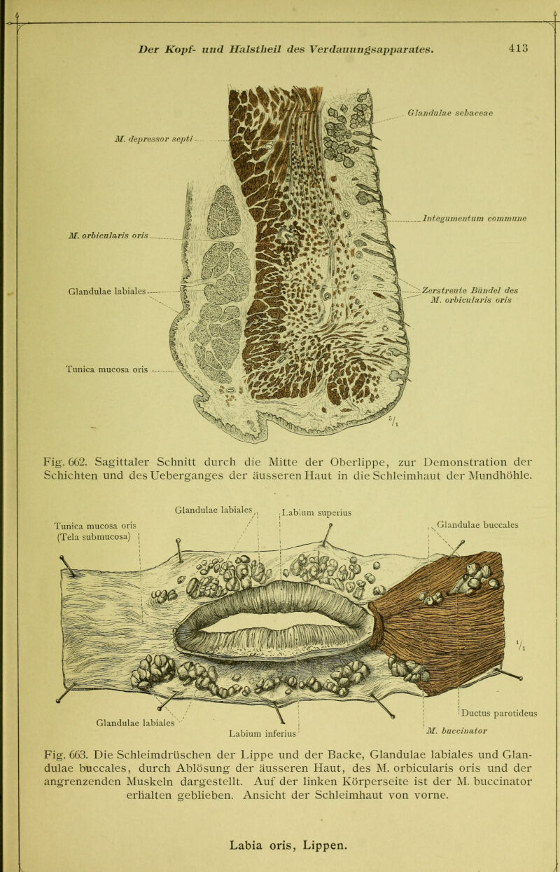 Glandulae sebaceae M. depressor septi M. orbicularis oris Inteeumentum commune Glandulae labiales treute Bündel des M. orbicularis oris Tunica mucosa oris Fig. 662. Sagittaler Schnitt durch die Mitte der Oberlippe, zur Demonstration der Schichten und des Ueberganges der äusseren Haut in die Schleimhaut der Mundhöhle. , N Glandulae buccales Ductus parotideus Labium superius Tunica mucosa oris (Tela submucosa) 1 Glandulae labiales, Glandulae labiales ' Labium inferius ’ M. buccinator Fig. 663. Die Schleimdrüschen der Lippe und der Backe, Glandulae labiales und Glan- dulae buccales, durch Ablösung der äusseren Haut, des M. orbicularis oris und der angrenzenden Muskeln dargestellt. Auf der linken Körperseite ist der M. buccinator erhalten geblieben. Ansicht der Schleimhaut von vorne. Labia oris, Lippen.