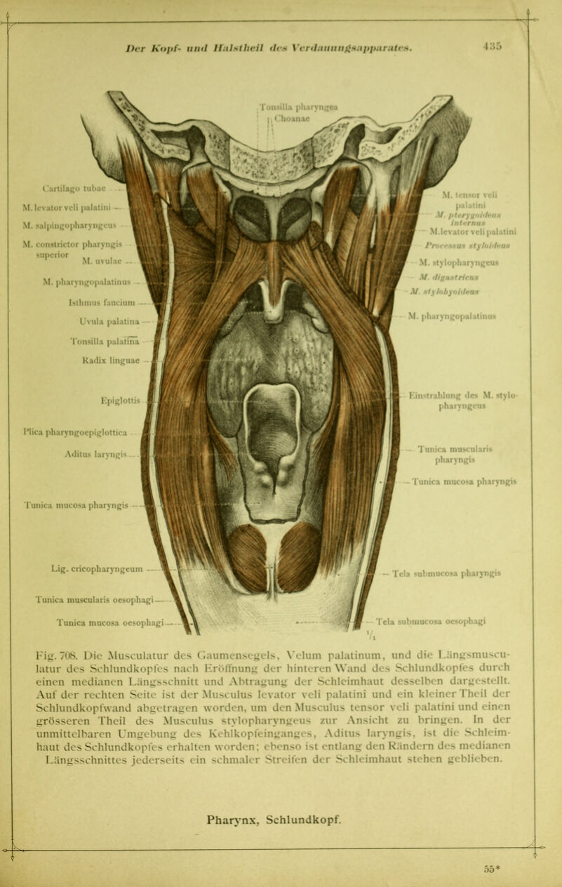 Cnrtilagu tubac M.lcvator veli palatini - M. salpingopharyngcu* M. constrictor pharyngis Miperior M. uvulac . M. pharyngopalatinus Isthmus faucium Uvula palatina Tonsilla palatina Radix linguac Epißlöttis l’lica pharyngocpiglottica Aditus laryngis Tunica mucosa pharynßis — Lig. cricopharynßeum Tunica muscularis oesophagi— Tuni ca mucosa oesophagi M. tensor veli palatini •V. fttcrygoit/niM /ntrraun  M.lcvator veli palatini ProrrjuuM ntyloiifca* M. stylopharyngcu* M ricun M. ntylohyoitlmn* M. pharyngopalatinu* Einstrahlung des M. ntylo pharyngeus — Tunica musculari« pharyngis - Tunica mucosa pharyngis Tcla suhmucosa pharyngis -- Tela submucosa oesophagi 1/ Fig. 708. Die Musculatur des Gaumensegels, Velum palatinum, und die Lüngsmuscu- latur des Schlundkopfcs nach Eröffnung der hinteren Wand des Schlundkopfes durch einen medianen Längsschnitt und Abtragung der Schleimhaut desselben dargestellt. Auf der rechten Seite ist der Musculus Ievator veli palatini und ein kleiner Theil der Schlundkopfwand abgetragen worden, um den Musculus tensor veli palatini und einen grösseren Theil des Musculus stvlopharyngeus zur Ansicht zu bringen. In der unmittelbaren Umgebung des Kehlkopfeinganges, Aditus laryngis, ist die Schleim- haut des Schlundkopfes erhalten worden; ebenso ist entlang den Rändern des medianen Längsschnittes jederseits ein schmaler Streifen der Schleimhaut stehen geblieben.