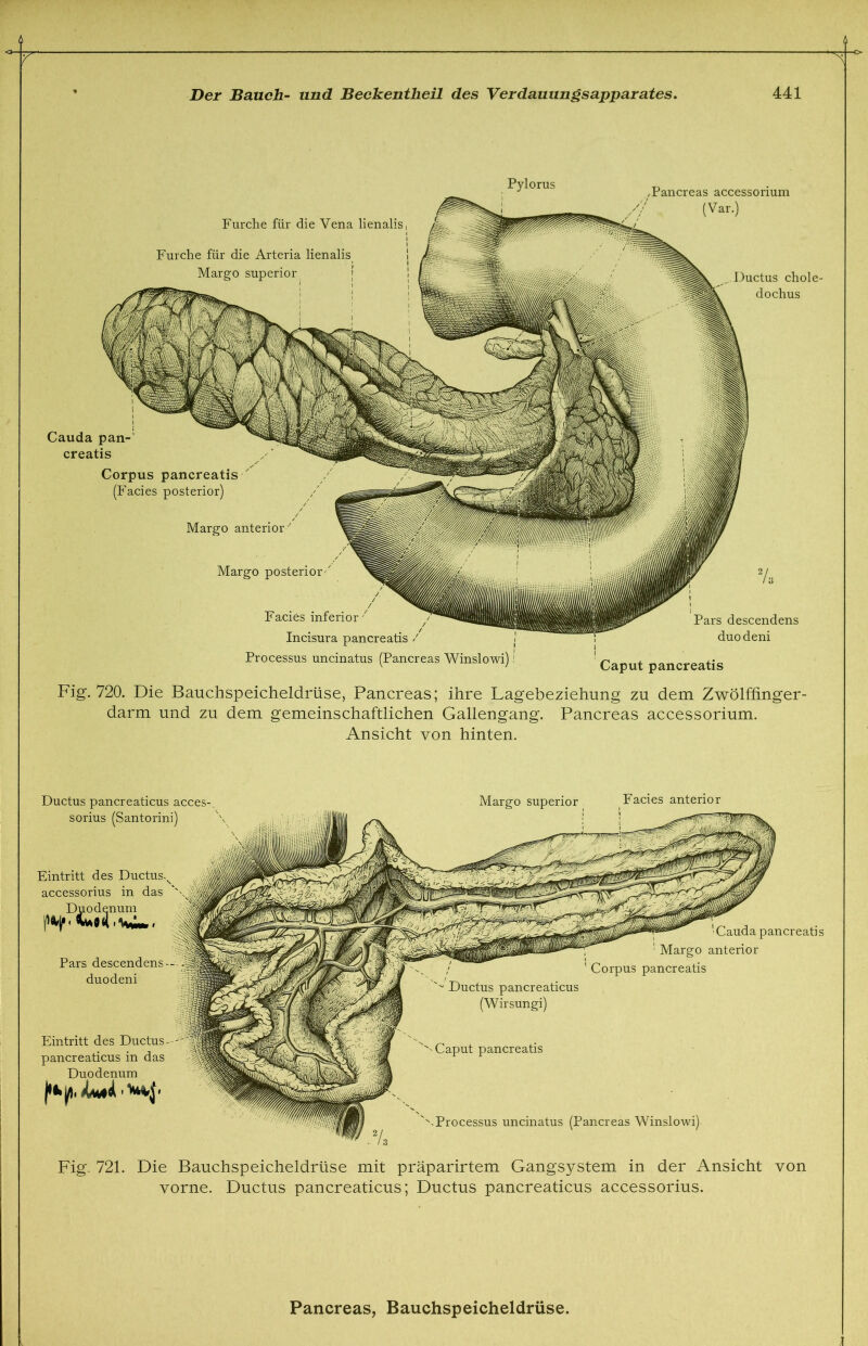 (i Pylorus Furche für die Vena lienalis, Furche für die Arteria lienalis Margo superior , Pancreas accessorium (Var.) Ductus chole- dochus Cauda pan- creatis Corpus pancreatis (Facies posterior) Margo anterior '' Margo posterior' Facies inferior Incisura pancreatis / Processus uncinatus (Pancreas Winslowi)! Pars descendens duo deni Caput pancreatis Fig. 720. Die Bauchspeicheldrüse, Pancreas; ihre Lagebeziehung zu dem Zwölffinger- darm und zu dem gemeinschaftlichen Gallengang. Pancreas accessorium. Ansicht von hinten. Ductus pancreaticus acces- sorius (Santorini) Eintritt des Ductusx accessorius in das \ Duodenum Pars descendens—l| duodeni Eintritt des Ductus- pancreaticus in das Duodenum ffcyi. '***>$• Margo superior Facies anterior Cauda pancreatis Margo anterior Corpus pancreatis '■'-Processus uncinatus (Pancreas Winslowi) Fig. 721. Die Bauchspeicheldrüse mit präparirtem Gangsystem in der Ansicht von vorne. Ductus pancreaticus; Ductus pancreaticus accessorius. Pancreas, Bauchspeicheldrüse.