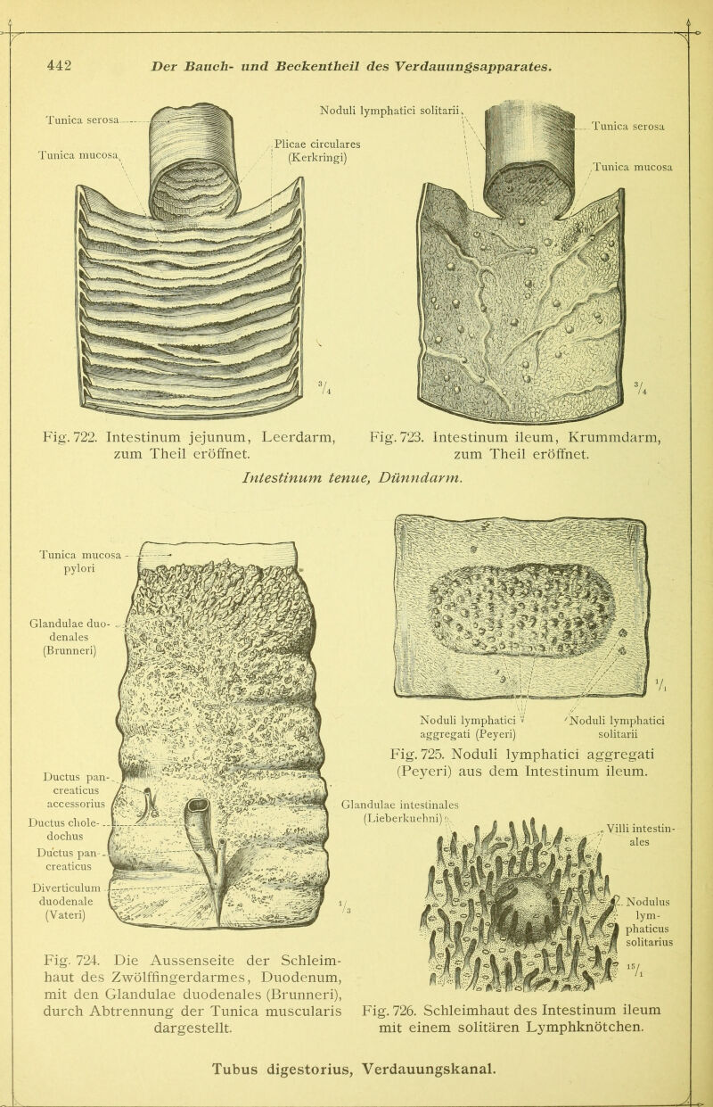 Fig. 722. Intestinum jejunum, Leerdarm, Fig. 723. Intestinum ileum, Krummdarm, zum Theil eröffnet. zum Theil eröffnet. Intestinum tenue, Dünndarm. Ductus pan- creaticus accessorius Ductus cliole- dochus Ductus pan- creaticus Diverticulum duodenale (Vateri) Fig. 724. Die Aussenseite der Schleim- haut des Zwölffingerdarmes, Duodenum, mit den Glandulae duodenales (Brunneri), durch Abtrennung der Tunica muscularis dargestellt. Noduli lymphatici » 'Noduli lymphatici aggregati (Peyeri) solitarii Fig. 725. Noduli lymphatici aggregati (Peyeri) aus dem Intestinum ileum. Glandulae intestinales (Lieberkuehni) Villi intestin- ales Nodulus lym- phaticus solitarius Fig. 726. Schleimhaut des Intestinum ileum mit einem solitären Lymphknötchen. Tunica mucosa - pylori Glandulae duo- denales (Brunneri)