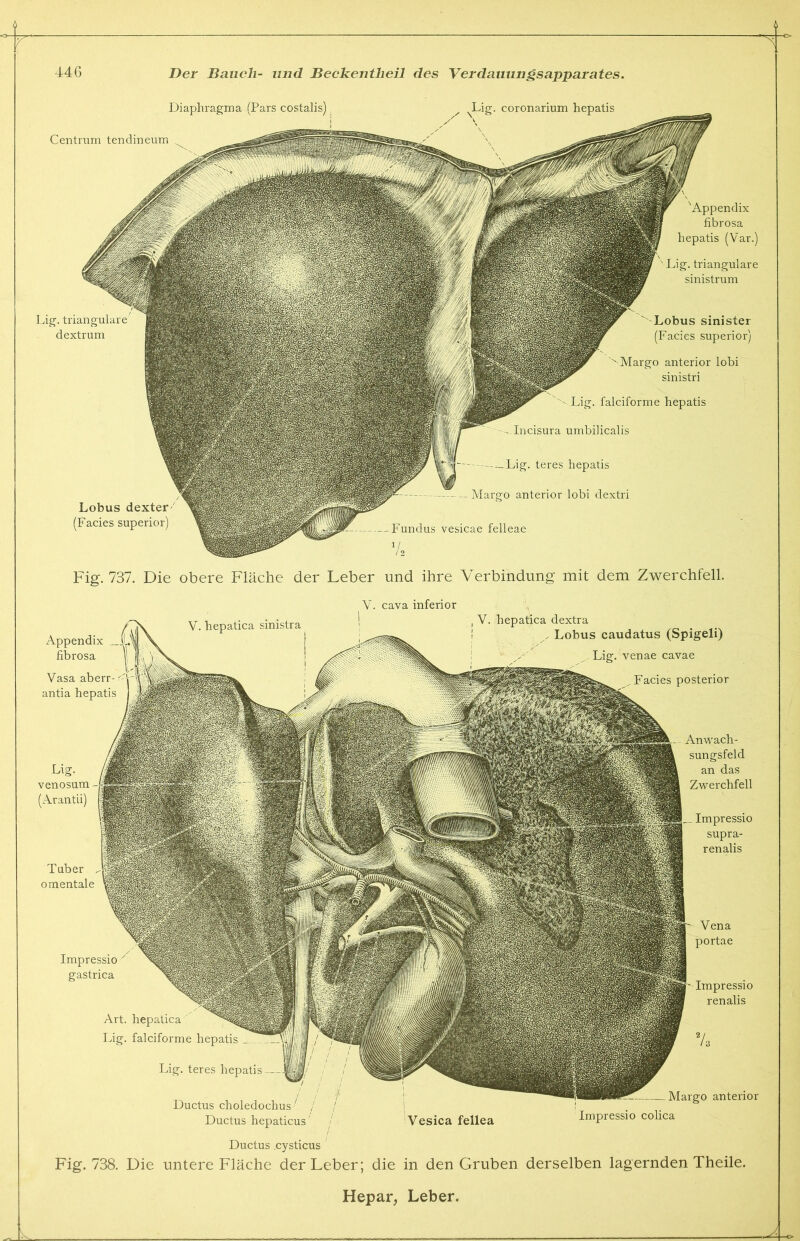 Diaphragma (Pars costalis) Centrum tendineum 'Appendix fibrosa hepatis (Var.) Lig. trianguläre sinistrum Lobus sinister (Facies superior) ''-Margo anterior lobi sinistri . falciforme hepatis — Incisura umbilicalis Lig. trianguläre dextrum Lobus dexter (Facies superior) — Fundus vesicae felleae 1 / —Lig. teres hepatis - Margo anterior lobi dextri Fig. 737. Die obere Fläche der Leber und ihre Verbindung mit dem Zwerchfell. Y. cava inferior , V. hepatica dextra Lobus caudatus (Spigeli) Lig. venae cavae Facies posterior Lig. venosum (Arantii) Tuber o mentale Anwach- sungsfeld an das Zwerchfell Impressio supra- renalis Impressio gastrica Art. hepatica Lig. falciforme hepatis Lig. teres hepatis Ductus choledochus ■' / / Ductus hepaticus' / Vesica fellea Appendix fibrosa Vena portae Impressio renalis Margo anterior Impressio colica Ductus .cysticus Fig. 738. Die untere Fläche der Leber; die in den Gruben derselben lagernden Theile.