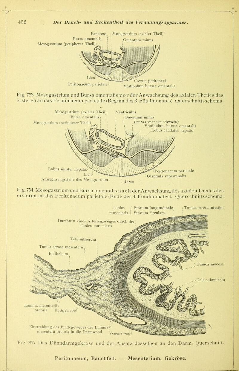 Pancreas. . Mesogastrium (axialer Theil) Bursa omentalis Mesogastrium (peripherer Theil) Omentum minus Lien Peritonaeum parietale V/// f'iiiiv.v® , cavum peritonaei Vestibulum bursae omentalis Fig.753. Mesogastrium und Bursa omentalis vor der Anwachsung des axialen Theiles des ersteren an das Peritonaeum parietale (Beginn des 3. Fötalmonates) Querschnittsschema. Mesogastrium (axialer Theil) Bursa omentalis j Mesogastrium (peripherer Theil) Ventriculus ;Omentum minus Ductus venosus (Arantii) Vestibulum bursae omentalis ,Lobus caudatus hepatis sinister heptD^fi Lobus Anwachsungsstelle des Mesogastrium Peritonaeum parietale Glandula suprarenalis Aorta Fig.754. Mesogastrium und Bursa omentalis nach der Anwachsung des axialen Theiles des ersteren an das Peritonabum parietale (Ende des 4. Fötalmonates). Querschnittsschema. Tunica mucosa Tela submucosa Tunica J Stratum longitudinale muscularis | Stratum circulare 1 Tunica serosa intestini Durchtritt eines Arterienzweiges durch die Tunica muscularis Tela subserosa Tunica serosa mesenterii Lamina mesenterii propria Fettgewebe Fig. 755. Das Dünndarmgekröse und der Ansatz desselben an den Darm. Querschnitt. Einstrahlung des Bindegewebes der Lamina mesenterii propria in die Darmwand Venenzweig