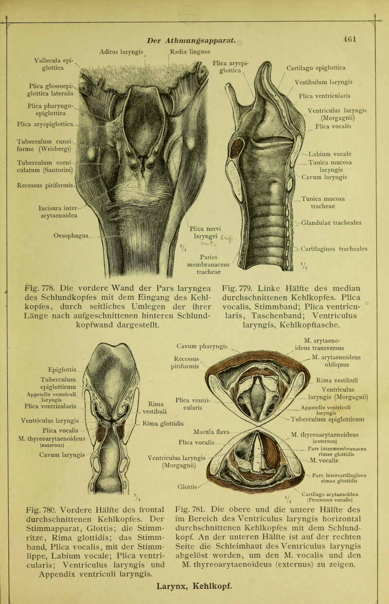 Vallecula epi- v glottica Plica glossoepi- glottica lateralis Plica pharyngo-^ J epiglottica Plica aryepiglottica Tuberculum cunei- forme (Wrisbergi) Tuberculum corni- culatum (Santorini) Recessus piriformis- Der Atlinuingsapparat. Aditus laryngis Radix linguae I Plica aryepi glottica Incisura inter- arytaenoidea Oesophagus Plica nervi laryngei j Paries membranaceus tracheae 461 Cartilago epiglottica Vestibulum laryngis Plica ventricularis Ventriculus laryngis (Morgagnii) Plica vocalis Labium vocale .... Tunica mucosa laryngis Cavum laryngis Tunica mucosa tracheae >Glandulae tracheales Cartilagines tracheales Fig. 778. Die vordere Wand der Pars laryngea des Schlundkopfes mit dem Eingang des Kehl- kopfes, durch seitliches Umlegen der ihrer Länge nach aufgeschnittenen hinteren Schlund- kopfwand dargestellt. Fig. 779. Linke Hälfte des median durchschnittenen Kehlkopfes. Plica vocalis, Stimmband; Plica ventricu- laris, Taschenband; Ventriculus laryngis, Kehlkopftasche. Epiglottis __ Tuberculum epiglotticum ' Appendix ventriculp # laryngis Plica ventricularis Ventriculus laryngis Plica vocalis — M. thyreoarytaenoideus (externus) Cavum laryngis Cavum pharyngis ^ Recessus piriformis Plica ventri- N cularis - Rima glottidis Macula flava Plica vocalis Ventriculus laryngis (Morgagnii) Glottis - M. arytaeno- .ideus transversus . M. arytaenoideus obliquus Rima vestibuli Ventriculus laryngis (Morgagnii) Appendix ventriculi laryngis Tuberculum epiglotticum M. thyreoarytaenoideus (externus) Pars intermembranacea rimae glottidis -M. vocalis Pars intercartilaginea rimae glottidis Cartilago arytaenoidea (Processus vocalis) Fig. 780. Vordere Hälfte des frontal durchschnittenen Kehlkopfes. Der Stimmapparat, Glottis; die Stimm- ritze, Rima glottidis; das Stimm- band, Plica vocalis, mit der Stimm- lippe, Labium vocale; Plica ventri- cularis; Ventriculus laryngis und Appendix ventriculi laryngis. Fig. 781. Die obere und die untere Hälfte des im Bereich des Ventriculus laryngis horizontal durchschnittenen Kehlkopfes mit dem Schlund- kopf. An der unteren Hälfte ist auf der rechten Seite die Schleimhaut des Ventriculus laryngis abgelöst worden, um den M. vocalis und den M. thyreoarytaenoideus (externus) zu zeigen.
