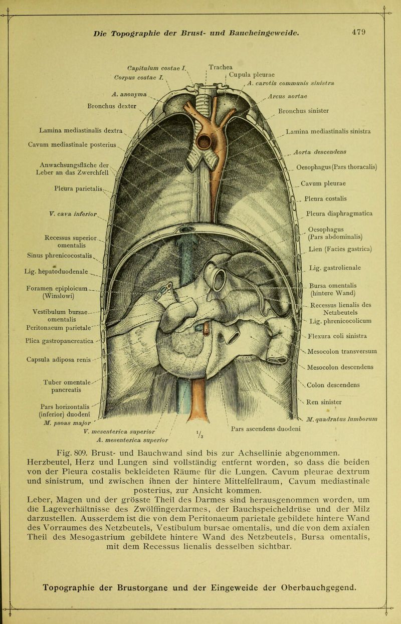 :r ^ Die Topographie der Brust- und Baucheingeweide. 479 Cctpitulum costae I. Trachea Corpus eostue I. . \ ; i Cupula pleurae P V. mesenterica, snperior / i/ ' Pars ascendens duodeni A. mesenterica superior Fig. 809. Brust- und Bauchwand sind bis zur Achsellinie abgenommen. Herzbeutel, Herz und Lungen sind vollständig entfernt worden, so dass die beiden von der Pleura costalis bekleideten Räume für die Lungen. Cavum pleurae dextrum und sinistrum, und zwischen ihnen der hintere Mittelfellraum, Cavum mediastinale posterius, zur Ansicht kommen. Leber, Magen und der grösste Theil des Darmes sind herausgenommen worden, um die Lageverhältnisse des Zwölffingerdarmes, der Bauchspeicheldrüse und der Milz darzustellen. Ausserdem ist die von dem Peritonaeum parietale gebildete hintere Wand des Vorraumes des Netzbeutels, Vestibulum bursae omentalis, und die von dem axialen Theil des Mesogastrium gebildete hintere Wand des Netzbeutels, Bursa omentalis, mit dem Recessus lienalis desselben sichtbar. Topographie der Brustorgane und der Eingeweide der Oberbauchgegend. s, . J. 1