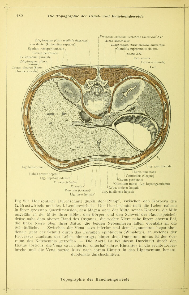 Diaphragma (Crus mediale dextrum), Ren dexter (Extremitas superior); 1 Spatium retroperitonaeale r, ! \ Cavum peritonaei. Peritonaeum parietale; Diaphragma (Pars- I costalis) Cavum pleurae (Sinus phrenicocostalis) l Processus spinosus vertehrae thoracalis XII. ! Aorta descendens ! Diaphragma (Crus mediale sinistrum) ! ! ! j Glandula suprarenalis sinistra i Costa XII. ! ;Ren sinister Pancreas (Cauda) Lien Lig. hepatorenale Lobus dexter hepatis Lig. liepatoduodenale •' j j j V. cava inferior1 J j V. portae * i Pancreas (Corpus)’ j Lig. teres hepatis' Lig. gastrolienaie \ \\ ! i Bursa omentalis i \! ! Ventriculus (Corpus) i ICavum peritonaei 'Omentum minus (Lig. hepatogastricum) Lobus sinister hepatis Lig. falciforme hepatis Fig. 810. Horizontaler Durchschnitt durch den Rumpf, zwischen den Körpern des 12. Brustwirbels und des 1. Lendenwirbels. Der Durchschnitt trifft die Leber nahezu in ihrer grössten Querdimension, den Magen ober der Mitte seines Körpers, die Milz ungefähr in der Mitte ihrer Höhe, den Körper und den Schweif der Bauchspeichel- drüse nahe dem oberen Rand des Organes, die rechte Niere nahe ihrem oberen Pol, die linke Niere ober ihrer Mitte; die beiden Nebennieren fallen ebenfalls in die Schnittfläche. — Zwischen der Vena cava inferior und dem Ligamentum hepatoduo- denale geht der Schnitt durch das Foramen epiploicum (Winslowi), in welches der Processus caudatus der Leber hineinragt; hinter dem Omentum minus ist der Vor- raum des Netzbeutels getroffen. — Die Aorta ist bei ihrem Durchtritt durch den Hiatus aorticus, die Vena cava inferior unterhalb ihres Eintrittes in die rechte Leber- furche und die Vena portae kurz nach ihrem Eintritt in das Ligamentum hepato- duodenale durchschnitten.