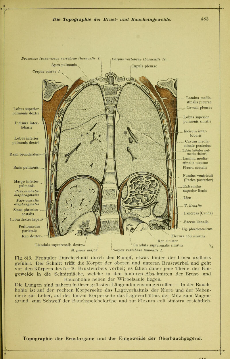 Processus transversus vertebrae thoracalis I. Corpus vertebrae thoracalis II. Apex pulmonis s Cupula pleurae Corpus costae I. Lobus superior pulmonis dextri Incisura inter- lobaris Lobus inferior pulmonis dextri Rami bronchiales Basis pulmonis Margo inferior pulmonis Pars lumbalis diaphragmatis Pars costalis diaphragmatis Sinus phrenico- costalis Lobus dexter Peritonaeum parietale Ren dexter Glandula suprarenalis dextra/ M. psoas major' Lamina media- stinalis pleurae Cavum pleurae superior pulmonis sinistri V. lienalis --Pancreas (Cauda) '-Saccus lienalis Lig. phrenicocolicum , , Flexura coli sinistra \ Ren sinister '• Glandula suprarenalis sinistra Corpus vertebrae lumbalis I. Incisura inter- lobaris Cavum media- stinale posterius Lobus inferior pul- monis sinistri Lamina media- stinalis pleurae Pleura costalis Fundus ventriculi (Paries posterior) Extremitas superior lienis -Lien Fig. 813. Frontaler Durchschnitt durch den Rumpf, etwas hinter der Linea axillaris geführt. Der Schnitt trifft die Körper der oberen und unteren Brustwirbel und geht vor den Körpern des 5.—10. Brustwirbels vorbei; es fallen daher jene Theile der Ein- geweide in die Schnittfläche, welche in den hinteren Abschnitten der Brust- und Bauchhöhle neben der Wirbelsäule liegen. Die Lungen sind nahezu in ihrer grössten Längendimension getroffen. — In der Bauch- höhle ist auf der rechten Körperseite das Lageverhältnis der Niere und der Neben- niere zur Leber, auf der linken Körperseite das Lageverhältnis der Milz zum Magen- grund, zum Schweif der Bauchspeicheldrüse und zur Flexura coli sinistra ersichtlich.