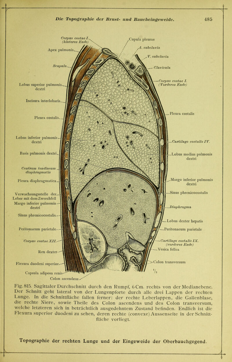 Corpus costae I..N (hinteres Ende) Apex pulmonis^. Scapula. .Cupula pleurae ,A. subclavia subclavia Clavicula Lobus superior pulmonis dextri Incisura interlobaris... Pleura costalis Lobus inferior pulmonis dextri Basis pulmonis dextri.. Centrum tendineum diaphragmatis Pleura diaphragmatica_ Corpus costae I. (Vorderes Ende) _.Pleura costalis — Cartilago costalis IV. .Lobus medius pulmonis dextri ^Margo inferior pulmonis dextri -Sinus phrenicocostalis . —Diaphragma -Lobus dexter hepatis Peritonaeum parietale — Cartilago costalis IX. (vorderes Ende) —-Vesica fellea Verwachsungsstelle der— Leber mit dem Zwerchfell Margo inferior pulmonis-- dextri Sinus phrenico costalis ~ Peritonaeum parietale- Corpus costae XII.~ Ren dexter--' Flexura duodeni superior Capsula adiposa renis-- Colon ascendens Fig. 815. Sagittaler Durchschnitt durch den Rumpf, 6 Cm, rechts von der Medianebene. Der Schnitt geht lateral von der Lungenpforte durch alle drei Lappen der rechten Lunge. In die Schnittfläche fallen ferner: der rechte Leberlappen, die Gallenblase, die rechte Niere, sowie Theile des Colon ascendens und des Colon transversum, welche letzteren sich in beträchtlich ausgedehntem Zustand befinden. Endlich ist die Flexura superior duodeni zu sehen, deren rechte (convexe) Aussenseite in der Schnitt- fläche vorliegt. Colon transversum Vs