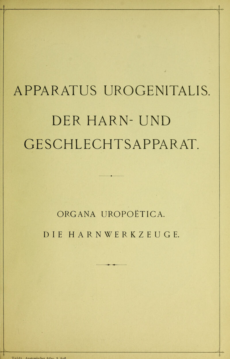 APPARATUS UROGENITALIS. DER HARN- UND GESCHLECHTSAPPARAT ORGANA UROPOETICA. DIE HARNWERKZEUGE __ Toldt. Anatomischer Atlas. 3. And.