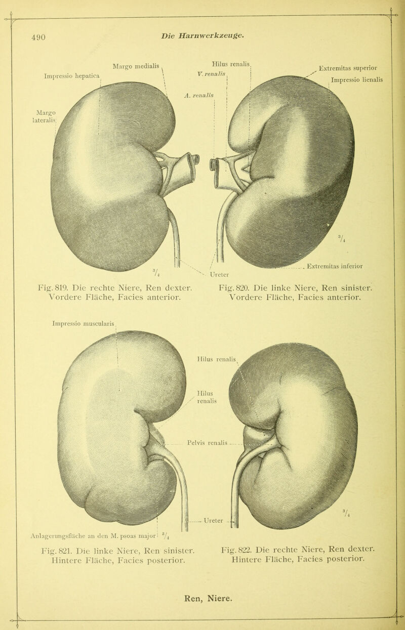 Margo medialis Impressio hepatica Hilus renalis, V. renalis, ^ Extremitas superior Impressio lienalis Margo lateralis; Extremitas inferior Ureter Fig. 819. Die rechte Niere, Ren dexter. Vordere Fläche, Facies anterior. Fig. 820. Die linke Niere, Ren sinister. Vordere Fläche, Facies anterior. Pelvis renalis Impressio muscularis Anlagerungsfläche an den M. psoas majori 3/4 Ureter Hilus renalis Hilus renalis Fig. 821. Die linke Niere, Ren sinister. Hintere Fläche, Facies posterior. Fig. 822. Die rechte Niere, Ren dexter. Hintere Fläche, Facies posterior.