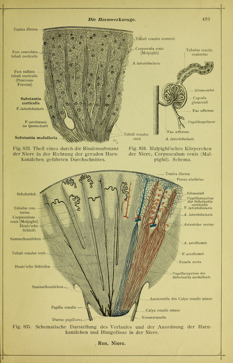 r 'S Die Harnwerkzeuge. 493 Fig. 833. Theil eines durch die Rindensubstanz Fig. 834. Malpighi’sches Körperchen der Niere in der Richtung der geraden Harn- der Niere, Corpusculum renis (Mal- kanälchen geführten Durchschnittes. pighii). Schema. ijN y Ansatzstelle des Calyx renalis minor Fig. 835. Schematische Darstellung des Verlaufes und der Anordnung der Harn- kanälchen und Blutgefässe in der Niere. Ren, Niere. Jt 1