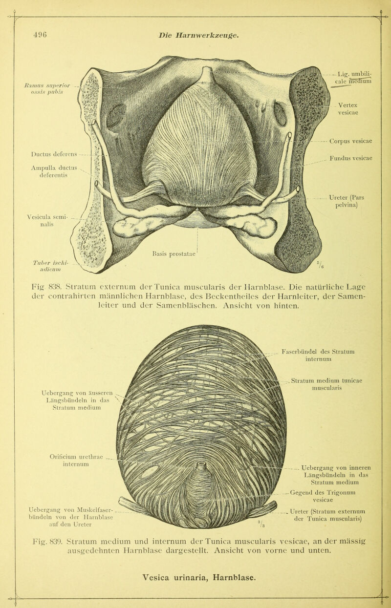 496 Die Harnwerkzeuge. Humus superior — ossis pubis Ductus deferens — Ampulla ductus ^ deferentis / ffim Vesicula semi- Li$|fJ§| ' nalis / Tuber ischi- adicum — Lig. umbili- cale medium V ertex vesicae Corpus vesicae Fundus vesicae - Ureter (Pars pelvina) Fig. 838. Stratum externum der Tunica muscularis der Harnblase. Die natürliche Lage der contrahirten männlichen Harnblase, des Beckentheiles der Harnleiter, der Samen- leiter und der Samenbläschen. Ansicht von hinten. Uebergang von äusseren Längsbündeln in das \ Stratum medium Orificium urethrae internum Uebergang von Muskelfaser- bündeln von der Harnblase auf den Ureter Faserbündel des Stratum internum Stratum medium tunicae muscularis Uebergang von inneren Längsbündeln in das Stratum medium Gegend des Trigonum vesicae Ureter (Stratum externum der Tunica muscularis) Fig. 839. Stratum medium und internum der Tunica muscularis vesicae, an der mässig ausgedehnten Harnblase dargestellt. Ansicht von vorne und unten.