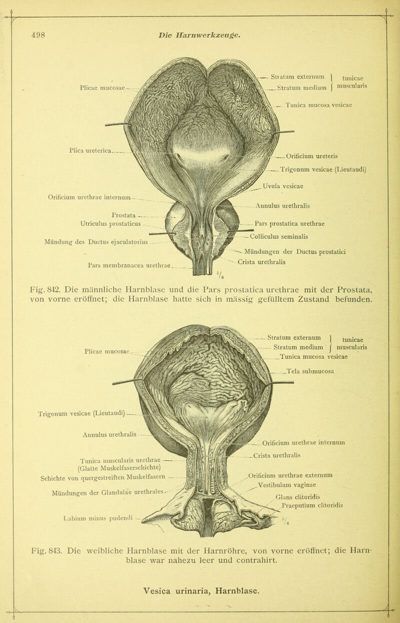 i Fig. 842. Die männliche Harnblase und die Pars prostatica urethrae mit der Prostata, von vorne eröffnet; die Harnblase hatte sich in mässig gefülltem Zustand befunden. Plicae mucosae,. -Stratum externum | tunicae Stratum medium ' j muscularis Tunica mucosa vesicae Tela submucosa Trigonum vesicae (Lieutaudi) Annulus urethralis Tunica muscularis urethrae (Glatte Muskelfaserschichte) Schichte von quergestreiften Muskelfasern Mündungen der Glandulae urethrales- Orificium urethrae internum —Crista urethralis Orificium urethrae externum ^Vestibulum vaginae Glans clitoridis Praeputium clitoridis Labium minus pudendi Fig. 843. Die weibliche Harnblase mit der Harnröhre, von vorne eröffnet; die Harn- blase war nahezu leer und contrahirt. o