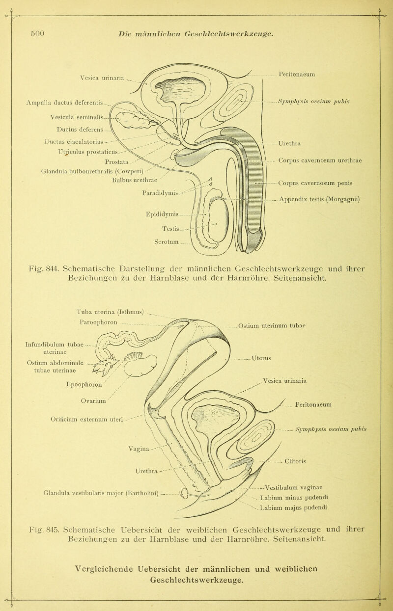 ~T 500 Die männlichen Gesclilechtswerkzenge. Vesica urinaria Ampulla ductus deferentis Vesicula seminalis Ductus deferens — Ductus ejaculatorius- Ut^iculus prostaticus Prostata Glandula bulbourethralis (Cowperi) Bulbus urethrae Peritonaeum -Symphysis ossium pubis — Urethra -- Corpus cavernosum urethrae — Corpus cavernosum penis Appendix testis (Morgagnii) Epididymis Testis Scrotum Fig. 844. Schematische Darstellung der männlichen Geschlechtswerkzeuge und ihrer Beziehungen zu der Harnblase und der Harnröhre. Seitenansicht. Fig. 845. Schematische Uebersicht der weiblichen Geschlechtswerkzeuge und ihrer Beziehungen zu der Harnblase und der Harnröhre. Seitenansicht. o Vergleichende Uebersicht der männlichen und weiblichen Geschlechtswerkzeuge.