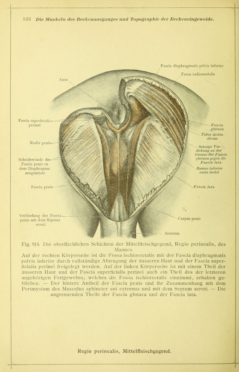 .Fascia diaphragmatis pelvis inferior Anus Fossa ischiorectalis Fascia penis-— '''Fascia lata -Scrotum Fascia perinei Radix peni Scheidewände Fascia penis zu dem Diaphragma urogenitale Fascia glutaea Tuber ischia- dicunr, ' Sehnige Ver- dickung an der Grenze der Fascia glutaea gegen die Fascia lata Ramus inferior ossis ischii Verbindung der Fascia. penis mit dem Septum scroti Corpus penis Fig. 914. Die oberflächlichen Schichten der Mittelfleischgegend, Regio perinealis, des Mannes. Auf der rechten Körperseite ist die Fossa ischiorectalis mit der Fascia diaphragmatis pelvis inferior durch vollständige Abtragung der äusseren Haut und der Fascia super- ficialis perinei freigelegt worden. Auf der linken Körperseite ist mit einem Theil der äusseren Haut und der Fascia superficialis perinei auch ein Theil des der letzteren angehörigen Fettgewebes, welches die Fossa ischiorectalis einnimmt, erhalten ge- blieben. — Der hintere Antheil der Fascia penis und ihr Zusammenhang mit dem Perimysium des Musculus sphincter ani externus und mit dem Septum scroti. — Die angrenzenden Theile der Fascia glutaea und der Fascia lata.  Regio perinealis, Mittelfleischgegend.