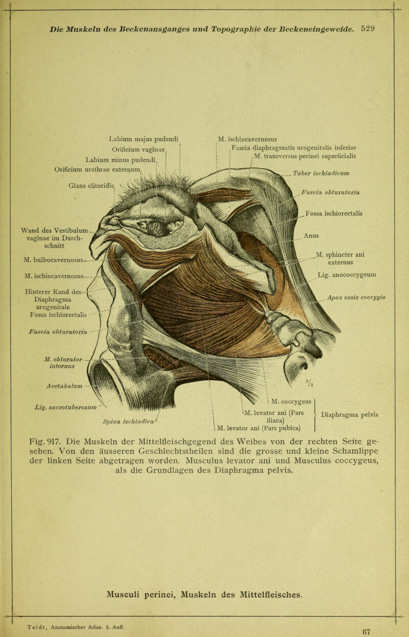 Labium majus pudendi Orificium vagin ae Labium minus pudendi Orificium urethrae externum, Glans clitoridis, Wand des Vestibulum vaginae im Durch- schnitt M. bulbocavernosus— M. ischiocavernosus /-Wkr Hinterer Rand des Diaphragma urogenitale Fossa ischiorectalis -Fa,seia, ohturatoria ■ — M. obturator internus Acetabulum Lig. sacrotuberosum M. ischiocavernosus Fascia diaphragmatis urogenitalis inferior M. transversus perinei superficialis Tuber ischiadicum Fascia ohturatoria Fossa ischiorectalis _M. sphincter ani externus Lig- anococcygeum , Apex ossis coccygis Spina ischiadica M. coccygeus 'M. levator ani (Pars iliaca) M. levator ani (Pars pubica) Diaphragma pelvis Fig. 917. Die Muskeln der Mittelfleischgegend des Weibes von der rechten Seite ge- sehen. Von den äusseren Geschlechtstheilen sind die grosse und kleine Schamlippe der linken Seite abgetragen worden. Musculus levator ani und Musculus coccygeus, als die Grundlagen des Diaphragma pelvis. Musculi perinei, Muskeln des Mittelfleisches. Toi dt, Anatomischer Atlas. 3. Aufl. 67