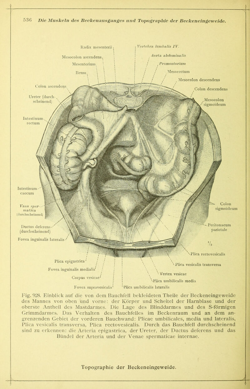 Radix mesenterii Mesocolon ascendens Mesenterium. Ileum, Colon ascendens, Ureter (durch scheinend) Intestinum rectum Vertebra lumbalis IV. , Aorta, abdominalis i j . Promontorium Mesorectum Mesocolon descendens Colon descendens Mesocolon sigmoideum Vasa sper- matica (durchscheinend) Colon sigmoideum Fig. 928. Einblick auf die von dem Bauchfell bekleideten Theile der Beckeneingeweide des Mannes von oben und vorne: der Körper und Scheitel der Harnblase und der oberste Antheil des Mastdarmes. Die Lage des Blinddarmes und des S-förmigen Grimmdarmes. Das Verhalten des Bauchfelles im Beckenraum und an dem an- grenzenden Gebiet der vorderen Bauchwand: Plicae umbilicales, media und lateralis, Plica vesicalis transversa, Plica rectovesicalis. Durch das Bauchfell durchscheinend sind zu erkennen: die Arteria epigastrica, der Ureter, der Ductus deferens und das Bündel der Arteria und der Venae spermaticae internae. Ductus deferens (durchscheinend) -Peritonaeum parietale Fovea inguinalis lateralis Plica epigastrica' j Fovea inguinalis medialis' Corpus vesicae'' Fovea supravesicalis Plica rectovesicalis ' Plica vesicalis transversa ' Vertex vesicae '•Plica umbilicalis media Plica umbilicalis lateralis