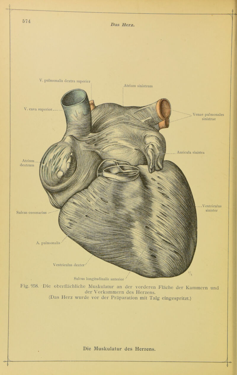 Das Herz. V. pulmonalis dextra supericr A. pulmonalis Ventriculus dexter 7 Sulcus lonsntudinalis anterior 7 —Ventriculus sinister Sulcus coronarius Atrium sinistrum Atrium dextrum __ Auricula sinistra V. cava superior Venae pulmonales sinistrae Fig. 958. Die oberflächliche Muskulatur an der vorderen Fläche der Kammern und der Vorkammern des Herzens. (Das Herz wurde vor der Präparation mit Talg- eingespritzt.) Die Muskulatur des Herzens