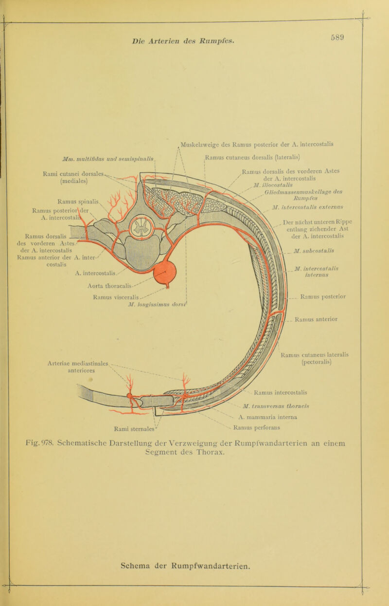 , Muskelzweige des Ramus posterior der A. intercostalis Ramus anterior Ramus spinalis, Ramus posterio A. interc 31. subcostalis M. intercostalis internus Ramus posterior Arteriae mediastinales. - anteriores Ramus cutaneus lateralis (pectoralis) Rami sternales'' Ramus intercostalis 31. transvc.rsus tboracis ' A. mammaria interna ■' Ramus pcrforans Mm. multifidas und semispinalis, ! Rami cutanei dorsales^. (mediales) Ramus dorsalis des vorderen Astes. der A. intercostalis Ramus anterior der A. inter-' costalis A. intercostalis,-^'' Aorta tlioracalis--'' Ramus visceralis.-''^ M. longissimus dorsi! .Ramus cutaneus dorsalis (lateralis) Ramus dorsalis des vorderen Astes I / # der A. intercostalis 31. iliocostalis Gliedmassenmuskellage des Rumpfes 31. intercostalis externns Der nächst unteren Rippe entlang; ziehender Ast der A. intercostalis Fig. 978. Schematische Darstellung der Verzweigung der RumpTwandarterien an einem Segment des Thorax. Schema der Rumpfwandarterien.