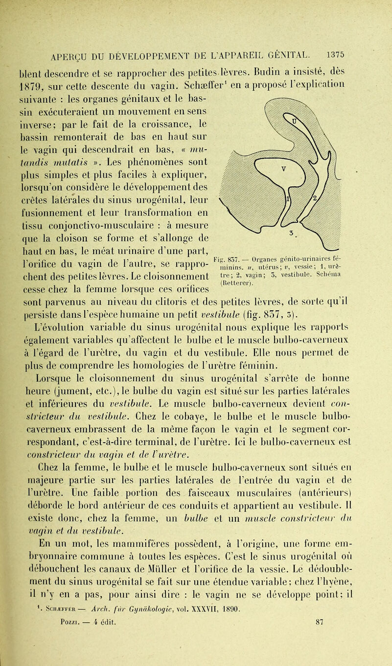 Fig. 857. — Organes génito-urinaires fé- minins. ii, utérus; v, vessie; 1, urè- tre; 2, vagin; 5, vestibule. Schéma (Retterer). APERÇU DU DEVELOPPEMENT DE L’APPAREIL GÉNITAL. 1375 Lient descendre et se rapprocher des petites lèvres. Badin a insisté, dès 1879, sur cette descente du vagin. Schaeffer1 en a proposé l’explication suivante : les organes génitaux et le bas- sin exécuteraient un mouvement en sens inverse; parle fait de la croissance, le bassin remonterait de bas en haut sur le vagin qui descendrait en bas, « mn- tandis mutatis ». Les phénomènes sont plus simples et plus faciles à expliquer, lorsqu’on considère le développement des crêtes latérales du sinus urogénital, leur fusionnement et leur transformation en tissu conjonctivo-musculaire : à mesure que la cloison se forme et s’allonge de haut en bas, le méat urinaire d’une part, l’orifice du vagin de l’autre, se rappro- chent des petites lèvres. Le cloisonnement cesse chez la femme lorsque ces orifices sont parvenus au niveau du clitoris et des petites lèvres, de sorte qu’il persiste dans l’espèce humaine un petit vestibule (fig. 837, 5). L’évolution variable du sinus urogénital nous explique les rapports également variables qu’affectent le bulbe et le muscle bulbo-caverneux à l’égard de l’urètre, du vagin et du vestibule. Elle nous permet de plus de comprendre les homologies de l’urètre féminin. Lorsque le cloisonnement du sinus urogénital s’arrête de bonne heure (jument, etc.), le bulbe du vagin est situé sur les parties latérales et inférieures du vestibule. Le muscle bulbo-caverneux devient con- stricteur du vestibule. Chez le cobaye, le bulbe et le muscle bulbo- caverneux embrassent de la même façon le vagin et le segment cor- respondant, c’est-à-dire terminal, de l’urètre. Ici le bulbo-caverneux est constricteur du vagin et de Vurètre. Chez la femme, le bulbe et le muscle bulbo-caverneux sont situés en majeure partie sur les parties latérales de l’entrée du vagin et de l’urètre. Une faible portion des faisceaux musculaires (antérieurs) déborde le bord antérieur de ces conduits et appartient au vestibule. Il existe donc, chez la femme, un bulbe et un muscle constricteur du vagin et du vestibule. En un mot, les mammifères possèdent, à l’origine, une forme em- bryonnaire commune à toutes les espèces. C’est le sinus urogénital où débouchent les canaux de Millier et l’orifice de la vessie. Le dédouble- ment du sinus urogénital se fait sur une étendue variable; chez l’hyène, il n’y en a pas, pour ainsi dire : le vagin ne se développe point; il ’. Sciiæffër— Ârch. fur Gynàkologic, vol. XXXVII, 1890. Pozzi. — 4 cdit. 87