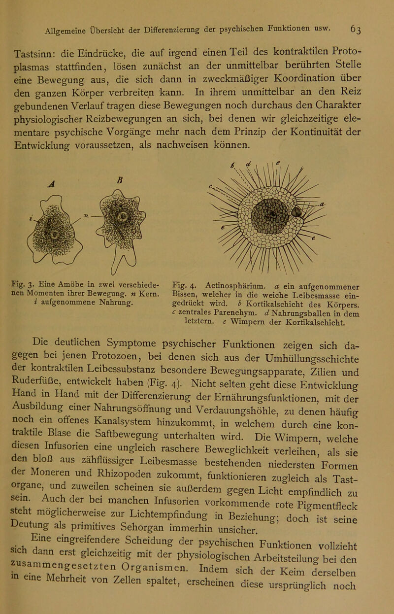 Tastsinn: die Eindrücke, die auf irgend einen Teil des kontraktilen Proto- plasmas stattfinden, lösen zunächst an der unmittelbar berührten Stelle eine Bewegung aus, die sich dann in zweckmäßiger Koordination über den ganzen Körper verbreiten kann. In ihrem unmittelbar an den Reiz gebundenen Verlauf tragen diese Bewegungen noch durchaus den Charakter physiologischer Reizbewegungen an sich, bei denen wir gleichzeitige ele- mentare psychische Vorgänge mehr nach dem Prinzip der Kontinuität der Entwicklung voraussetzen, als nachweisen können. Fig. 3. Eine Amöbe in zwei verschiede- nen Momenten ihrer Bewegung, n Kern. i aufgenommene Nahrung. Fig. 4. Actinosphärium. a ein aufgenommener Bissen, welcher in die weiche Leibesmasse ein- gedrückt wird, b Kortikalschicht des Körpers. c zentrales Parenchym, d Nahrungsballen in dem letztem, e Wimpern der Kortikalschicht. Die deutlichen Symptome psychischer Funktionen zeigen sich da- gegen bei jenen Protozoen, bei denen sich aus der Umhüllungsschichte der kontraktilen Leibessubstanz besondere Bewegungsapparate, Zilien und Ruderfüße, entwickelt haben (Fig. 4). Nicht selten geht diese Entwicklung Hand in Hand mit der Differenzierung der Ernährungsfunktionen, mit der Ausbildung einer Nahrungsöffnung und Verdauungshöhle, zu denen häufig noch ein offenes Kanalsystem hinzukommt, in welchem durch eine kon- traktile Blase die Saftbewegung unterhalten wird. Die Wimpern, welche diesen Infusorien eine ungleich raschere Beweglichkeit verleihen5 als sie den bloß aus zähflüssiger Leibesmasse bestehenden niedersten Formen der Moneren und Rhizopoden zukommt, funktionieren zugleich als Tast- organe und zuweilen scheinen sie außerdem gegen Licht empfindlich zu Au'h,der bd manchen Infusorien vorkommende rote Pigmentfleck steht möglicherweise zur Lichtempfindung in Beziehung; doch ist seine ueutung als primitives Sehorgan immerhin unsicher. sichtrTlen?reSCheidUn? dCr PsZc^’schen' Funktionen vollzieht zusam“ gleichzeit« der Physiologischen Arbeitsteilung bei den „Z MA*'T Z T“,1 Mem Sich der Keim derselben e,ne Mehrhe.t von Zellen spaltet, erscheinen diese ursprünglich noch