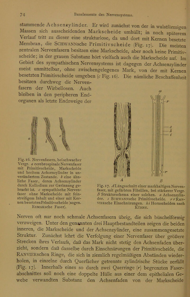 stammende Achsenzylinder. Er wird zunächst von der in wulstförmigen Massen sich ausscheidenden Markscheide umhüllt; in noch späterem Verlauf tritt zu dieser eine strukturlose, da und dort mit Kernen besetzte Membran, die ScHWANNsche Primitivscheide (Fig. 17). Die meisten zentralen Nervenfasern besitzen eine Markscheide, aber noch keine Primitiv- scheide; in der grauen Substanz hört vielfach auch die Markscheide auf. Im Gebiet des sympathischen Nervensystems ist dagegen der Achsenzylinder meist unmittelbar, ohne zwischengelegenes Mark, von der mit Kernen besetzten Primitivscheide umgeben [c Fig. 16). Die nämliche Beschaffenheit besitzen durchweg die Nerven- fasern der Wirbellosen. Auch bleiben in den peripheren End- organen als letzte Endzweige der A B Fig. 17. ^Längsschnitt einer markhaltigen Nerven- faser, mit gefärbten Fibrillen, bei stärkerer Vergr. B Strukturschema einer solchen, a Achsenzylin- der. j ScHWANNsche Primitivscheide. z*>'Ran- viERsche Einschnürungen, hi Homscheiden nach Kühne. Fig. 16. Nervenfasern, beischwacher Vergr. a cerebrospinale Nervenfaser mit Primitivscheide, Markscheide und breitem Achsenzylinder in un- verändertem Zustande, b eine ähn- liche Faser, deren Achsenzylinder durch Kollodium zur Gerinnung ge- bracht ist. c sympathische Nerven- faser ohne Markscheide mit fein- streifigem Inhalt und einer mit Ker- nen besetztenPrimitivscheide (sogen. REMAKsche Faser). Nerven oft nur noch schmale Achsenfasern übrig, die sich büschelförmig verzweigen. Unter den genannten drei Hauptbestandteilen zeigen die beiden inneren, die Markscheide und der Achsenzylinder, eine zusammengesetzte Struktur. Zunächst lehrt die Verfolgung einer Nervenfaser über größere Strecken ihres Verlaufs, daß das Mark nicht stetig den Achsenfaden über- zieht, sondern daß dasselbe durch Einschnürungen der Primitivscheide, die RANVlERschen Ringe, die sich in ziemlich regelmäßigen Abständen wieder- holen, in einzelne durch Querfächer getrennte zylindrische Stücke zerfällt (Fig. 17). Innerhalb eines so durch zwei Querringe (r) begrenzten Faser- abschnittes soll noch eine doppelte Hülle aus einer dem epithelialen Ge- webe verwandten Substanz den Achsenfaden von der Markscheide