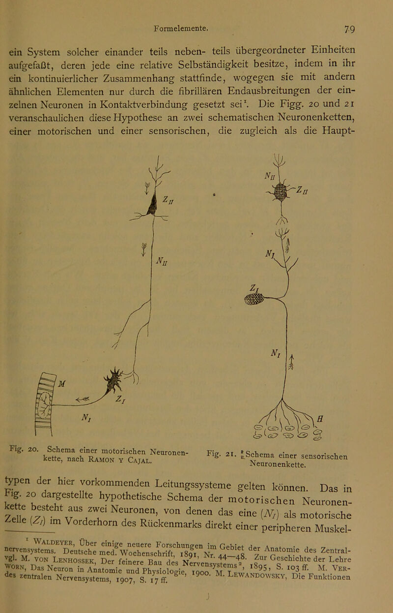 ein System solcher einander teils neben- teils übergeordneter Einheiten aufgefaßt, deren jede eine relative Selbständigkeit besitze, indem in ihr ein kontinuierlicher Zusammenhang stattfinde, wogegen sie mit andern ähnlichen Elementen nur durch die fibrillären Endausbreitungen der ein- zelnen Neuronen in Kontaktverbindung gesetzt sei1. Die Figg. 20 und 21 veranschaulichen diese Hypothese an zwei schematischen Neuronenketten, einer motorischen und einer sensorischen, die zugleich als die Haupt- Fig. 21. ^Schema einer sensorischen Neuronenkette. typen der hier vorkommenden Leitungssysteme gelten können. Das in Fig 20 dargestellte hypothetische Schema der motorischen Neuronen- e te besteht aus zwei Neuronen, von denen das eine (JVf) als motorische {Z/) Vorderhorn des Rückenmarks direkt einer peripheren Muskel- »erv«:t Ar^des,zentrai- vgl. M. von Lenhossek Der feinere Rnn ^ 4°- ^ur Geschichte der Lehre Jorn, Das Neuron l895’ S' ‘°3 ff' M' Ver' des zentralen Nervensystems, 1907, S. 17 fr. g ’ 9 ’ Lewandowsky, Die Funktionen J