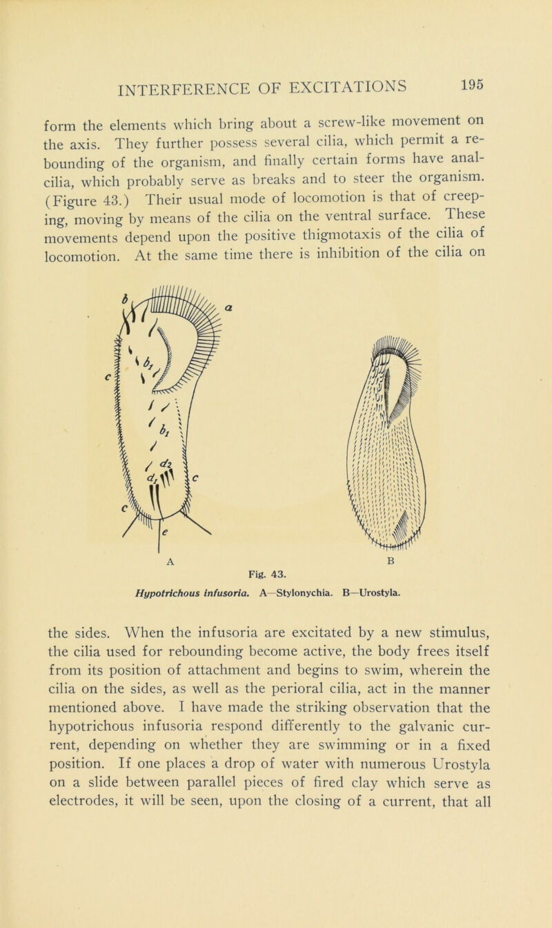 form the elements which bring about a screw-like movement on the axis. They further possess several cilia, which permit a re- bounding of the organism, and finally certain forms have anal- cilia, which probably serve as breaks and to steer the organism. (Figure 43.) Their usual mode of locomotion is that of creep- ing, moving by means of the cilia on the ventral surface. These movements depend upon the positive thigmotaxis of the cilia of locomotion. At the same time there is inhibition of the cilia on Fig. 43. Hypotrichous infusoria. A—Stylonychia. B—Urostyla. the sides. When the infusoria are excitated by a new stimulus, the cilia used for rebounding become active, the body frees itself from its position of attachment and begins to swim, wherein the cilia on the sides, as well as the perioral cilia, act in the manner mentioned above. I have made the striking observation that the hypotrichous infusoria respond differently to the galvanic cur- rent, depending on whether they are swimming or in a fixed position. If one places a drop of water with numerous Urostyla on a slide between parallel pieces of fired clay which serve as electrodes, it will be seen, upon the closing of a current, that all