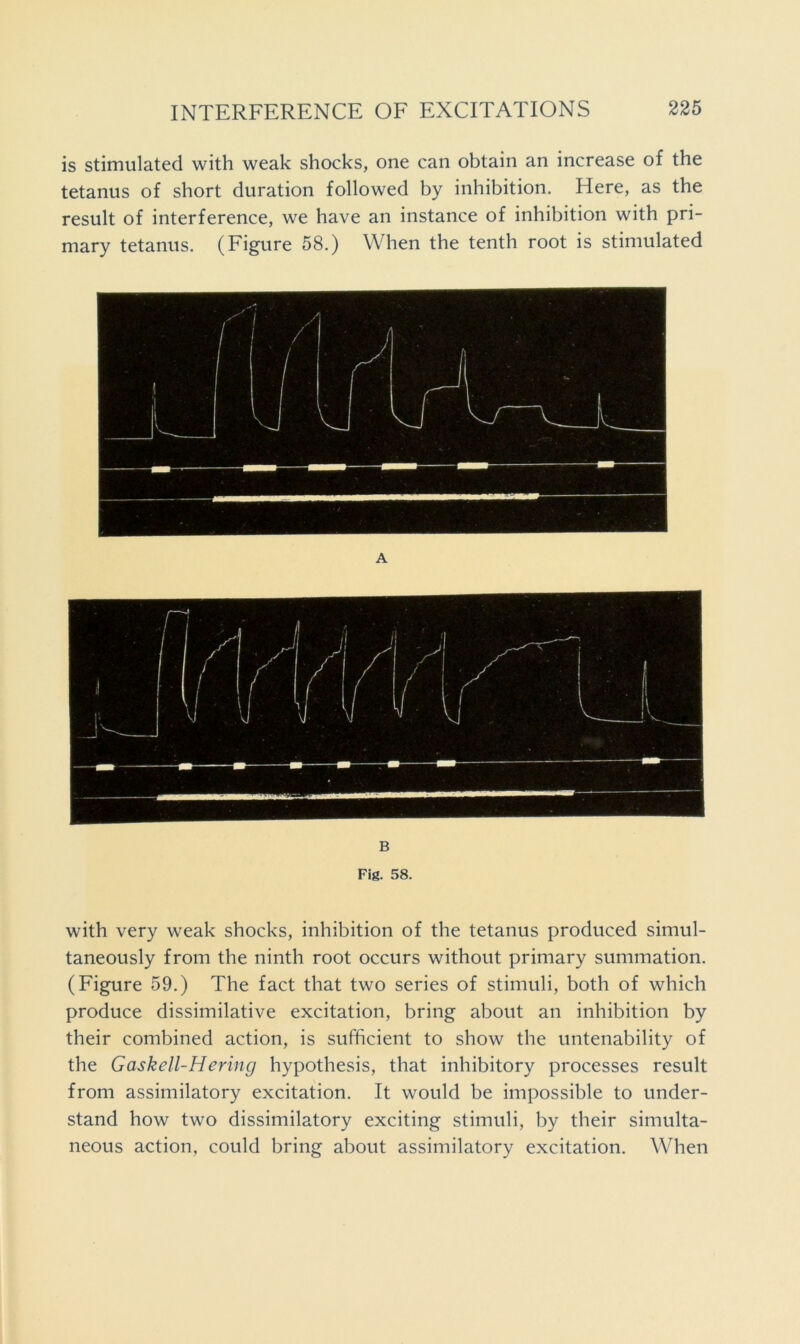 is stimulated with weak shocks, one can obtain an increase of the tetanus of short duration followed by inhibition. Here, as the result of interference, we have an instance of inhibition with pri- mary tetanus. (Figure 58.) When the tenth root is stimulated B Fig. 58. with very weak shocks, inhibition of the tetanus produced simul- taneously from the ninth root occurs without primary summation. (Figure 59.) The fact that two series of stimuli, both of which produce dissimilative excitation, bring about an inhibition by their combined action, is sufficient to show the untenability of the Gaskell-Hering hypothesis, that inhibitory processes result from assimilatory excitation. It would be impossible to under- stand how two dissimilatory exciting stimuli, by their simulta- neous action, could bring about assimilatory excitation. When