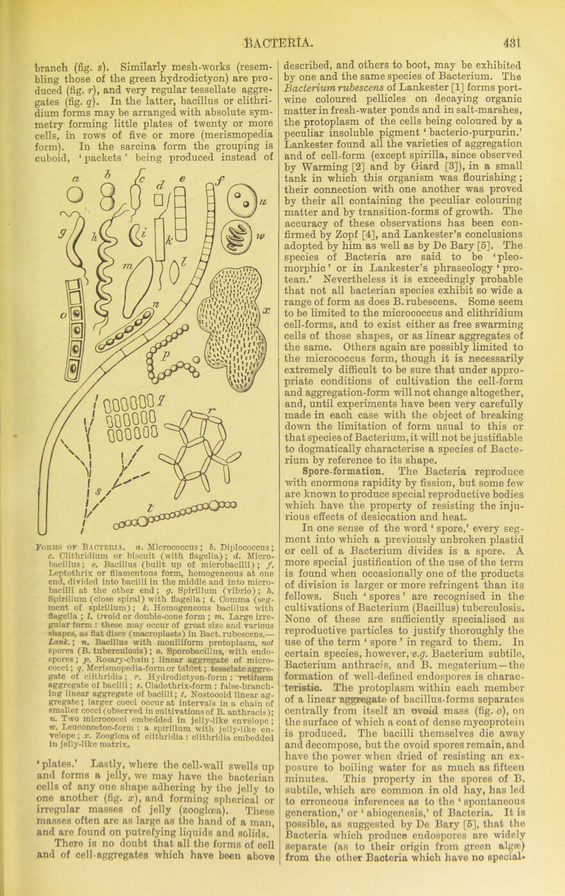 branch (fig. s). Similarly mesh-works (resem- bling those of the green hydrodictyon) are pro- duced (fig. r), and very regular tessellate aggre- gates (fig. q). In the latter, bacillus or clithri- dium forms may be arranged with absolute sym- metry forming little plates of twenty or more cells, in rows of five or more (merismopedia form). In the sarcina form the grouping is cuboid, ‘ packets ’ being produced instead of Leptothrix or filamentous form, homogeneous at one end, divided into bacilli in the middle and into micro- bacilli at the other end; g. Spirillum (vibrio); h. Spirillum (close spiral) with flagella; i. Comma (seg- ment of spirillum); k. Homogeneous bacillus with flagella ; l. Ovoid or double-cone form ; m. Large irre- gular form : these may occur of great size and various shapes, a3 flat discs (macroplasts) in Bact. rubescens.— Lank.; n. Bacillus with moniliform protoplasm, not spores (B. tuberculosis) ; o. Sporobacillus, with endo- spores; />. Rosary-chain ; linear aggregate of micro- cocci; g. Merismopedia-form or tablet; tesselatc aggre- gate of clithridia; r. Hydrodictyon-form: retiform aggregate of bacilli; .t. Cladothrix-form : false-branch- ing linear aggregate of bacilli; t. Nostocoid linear ag- gregate; larger cocci occur at intervals in a chain of smaller cocci (observed in cultivations of B. anthracis); «. Two micrococci embedded in jelly-like envelope; w. Leuconostoc-form : a spirillum with jelly-like en- velope; x. Zooglcea of clithridia: clithridia embedded in jelly-like matrix. ‘plates.’ Lastly, where the cell-wall swells up and forms a jelly, we may have the bacterian cells of any one shape adhering by the jelly to one another (fig. x), and forming spherical or irregular masses of jelly (zooglcea). These masses often are as largo as the hand of a man, and are found on putrefying liquids and solids. ’ There is no doubt that all the forms of cell and of cell-aggregates which have been above described, and others to boot, may be exhibited by one and the same species of Bacterium. The Bacterium rubescens of Lankester [1] forms port- wine coloured pellicles on decaying organic matter in fresh-water ponds and in salt-marshes, the protoplasm of the cells being coloured by a peculiar insoluble pigment ‘ bacterio-purpurin.’ Lankester found all the varieties of aggregation and of cell-form (except spirilla, since observed by Warming [2] and by Giard [3]), in a small tank in which this organism was flourishing; their connection with one another was proved by their all containing the peculiar colouring matter and by transition-forms of growth. The accuracy of these observations has been con- firmed by Zopf [4], and Lankester’s conclusions adopted by him as well as by De Bary [5]. The species of Bacteria are said to be ‘pleo- morphic ’ or in Lankester’s phraseology ‘ pro- tean.’ Nevertheless it is exceedingly probable that not all bacterian species exhibit so wide a range of form as does B. rubescens. Some seem to be limited to the micrococcus and clithridium cell-forms, and to exist either as free swarming cells of those shapes, or as linear aggregates of the same. Others again are possibly limited to the micrococcus form, though it is necessarily extremely difficult to be sure that under appro- priate conditions of cultivation the cell-form and aggregation-form will not change altogether, and, until experiments have been very carefully made in each case with the object of breaking down the limitation of form usual to this or that species of Bacterium, it will not be justifiable to dogmatically characterise a species of Bacte- rium by reference to its shape. Spore-formation. The Bacteria reproduce with enormous rapidity by fission, but some few are known to produce special reproductive bodies which have the property of resisting the inju- rious effects of desiccation and heat. In one sense of the word ‘ spore,’ every seg- ment into which a previously unbroken plastid or cell of a Bacterium divides is a spore. A more special justification of the use of the term is found when occasionally one of the products of division is larger or more refringent than its fellows. Such ‘ spores ’ are recognised in the cultivations of Bacterium (Bacillus) tuberculosis. None of these are sufficiently specialised as reproductive particles to justify thoroughly the use of the term ‘ spore ’ in regard to them. In certain species, however, e.g. Bacterium subtile, Bacterium anthracis, and B. megaterium—the formation of well-defined endospores is charac- teristic. The protoplasm within each member of a linear aggregate of bacillus-forms separates centrally from itself an ovoid mass (fig. o), on the surface of which a coat of dense mycoprotein is produced. The bacilli themselves die away and decompose, but the ovoid spores remain, and have the power when dried of resisting an ex- posure to boiling water for as much as fifteen minutes. This property in the spores of B. subtile, which are common in old hay, has led to erroneous inferences as to the 1 spontaneous generation,’ or ‘ abiogenesis,’ of Bacteria. It is possible, as suggested by De Bary [5], that the Bacteria which produce endospores are widely separate (as to their origin from green algrc) from the other Baoteria which have no special-