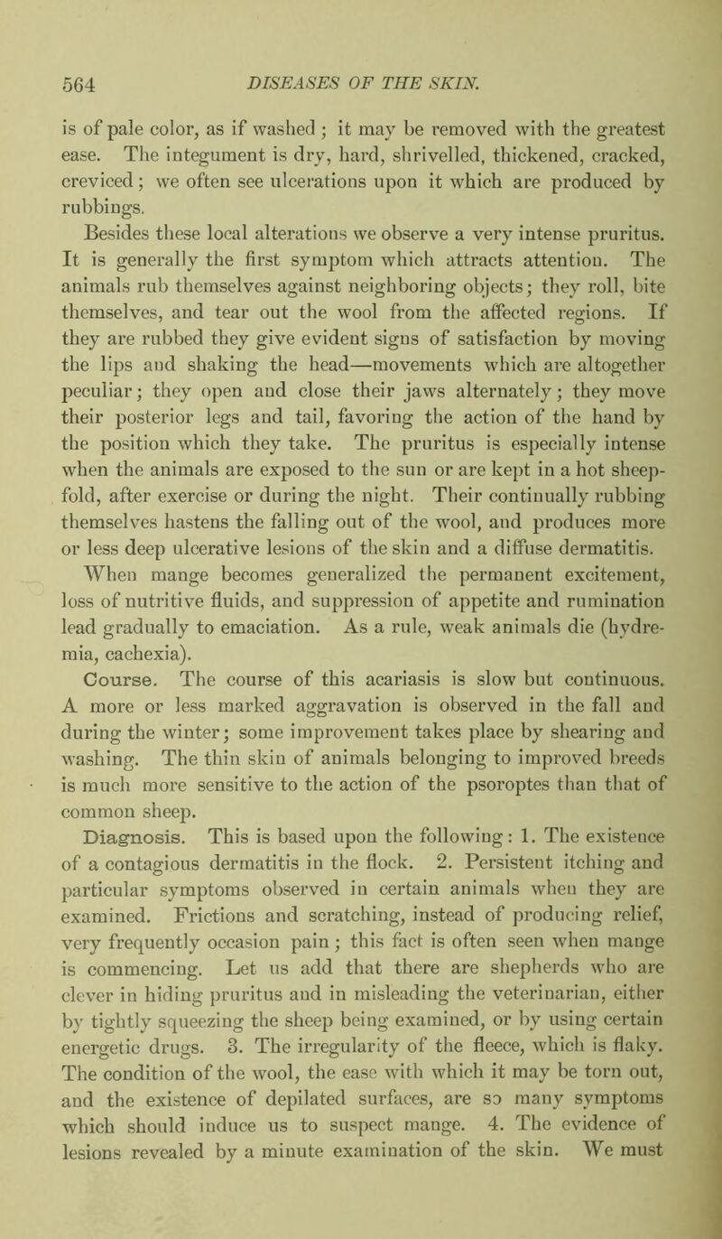 is of pale color, as if washed ; it may be removed with the greatest ease. The integument is dry, hard, shrivelled, thickened, cracked, creviced ; we often see ulcerations upon it which are produced by rubbings. Besides these local alterations we observe a very intense pruritus. It is generally the first symptom which attracts attention. The animals rub themselves against neighboring objects; they roll, bite themselves, and tear out the wool from the affected regions. If they are rubbed they give evident signs of satisfaction by moving the lips and shaking the head—movements which are altogether peculiar ; they open and close their jaws alternately ; they move their posterior legs and tail, favoring the action of the hand by the position which they take. The pruritus is especially intense when the animals are exposed to the sun or are kept in a hot sheep- fold, after exercise or during the night. Their continually rubbing themselves hastens the falling out of the wool, and produces more or less deep ulcerative lesions of the skin and a diffuse dermatitis. When mange becomes generalized the permanent excitement, loss of nutritive fluids, and suppression of appetite and rumination lead gradually to emaciation. As a rule, weak animals die (hydre- mia, cachexia). Course. The course of this acai’iasis is slow but continuous. A more or less marked aggravation is observed in the fall and during the winter; some improvement takes place by shearing and washing. The thin skin of animals belonging to improved breeds is much more sensitive to the action of the psoroptes than that of common sheep. Diagnosis. This is based upon the following: 1. The existence of a contagious dermatitis in the flock. 2. Persistent itching and particular symptoms observed in certain animals when they are examined. Frictions and scratching, instead of producing relief, very frequently occasion pain ; this fact is often seen wdien mange is commencing. Let us add that there are shepherds who are clever in hiding pruritus aud in misleading the veterinarian, either by tightly squeezing the sheep being examined, or by using certain energetic drugs. 3. The irregularity of the fleece, which is flaky. The condition of the wool, the ease with which it may be torn out, and the existence of depilated surfaces, are so many symptoms which .should induce us to suspect mange. 4. The evidence of lesions revealed by a minute examination of the skin. We must