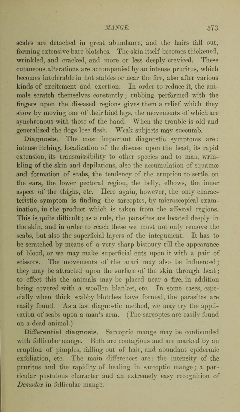 scales are detached in great abundance, and the hairs fall out, forming extensive bare blotches. The skin itself becomes thickened, wrinkled, and cracked, and more or less deeply creviced. These cutaneous alterations are accompanied by an intense pruritus, which becomes intolerable in hot stables or near the fire, also after various kinds of excitement and exertion. In order to reduce it, the ani- mals scratch themselves constantly ; rubbing performed with the fingers upon the diseased regions gives them a relief which they show by moving one of their hind legs, the movements of which are synchronous with those of the hand. When the trouble is old and generalized the dogs lose flesh. Weak subjects may succumb. Diagnosis. The most important diagnostic symptoms are : intense itching, localization of the disease upon the head, its rapid extension, its transmissibility to other species and to man, wrin- kling of the skin and dépilations, also the accumulation of squamae and formation of scabs, the tendency of the eruption to settle on the ears, the lower pectoral region, the belly, elbows, the inner aspect of the thighs, etc. Here again, however, the only charac- teristic symptom is finding the sarcoptes, by microscopical exam- ination, in the product which is taken from the affected regions. This is quite difficult ; as a rule, the parasites are located deeply in the skin, and in order to reach these we must not only remove the scabs, but also the superficial layers of the integument. It has to be scratched by means of a very sharp bistoury till the appearance of blood, or we may make superficial cuts upon it with a pair of scissors. The movements of the acari may also be influenced ; they may be attracted upon the surface of the skin through heat ; to effect this the animals may be placed near a fire, in addition being covered with a woollen blanket, etc. In some cases, espe- cially when thick scabby blotches have formed, the parasites are easily found. As a last diagnostic method, we may try the appli- cation of scabs upon a man’s arm. (The sarcoptes are easily found on a dead animal.) Differential diagnosis. Sarcoptic mange may be confounded with follicular mange. Both are contagious and are marked by an eruption of pimples, falling out of hair, and abundant epidermic exfoliation, etc. The main differences are : the intensity of the pruritus and the rapidity of healing in sarcoptic mange; a par- ticular pustulous character and an extremely easy recognition of Demodex in follicular mange.
