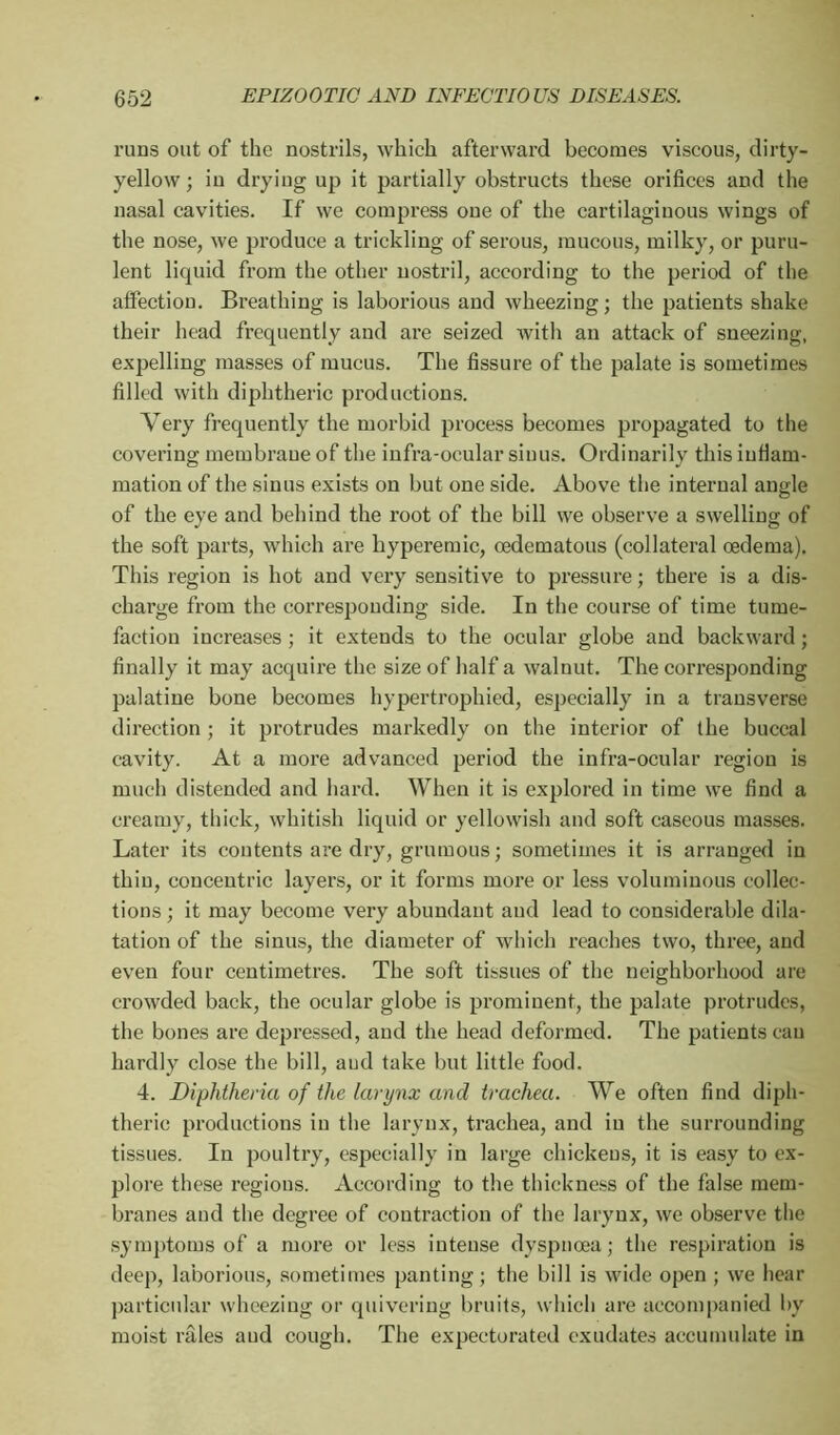 runs out of the nostrils, which afterward becomes viscous, dirty- yellow ; in drying up it partially obstructs these orifices and the nasal cavities. If we compress one of the cartilaginous wings of the nose, we produce a trickling of serous, mucous, milky, or puru- lent liquid from the other nostril, according to the period of the affection. Breathing is laborious and wheezing; the patients shake their head frequently and are seized with an attack of sneezing, expelling masses of mucus. The fissure of the palate is sometimes filled with diphtheric productions. Very frequently the morbid process becomes propagated to the covering membrane of the infra-ocular sinus. Ordinarily this inflam- mation of the sinus exists on but one side. Above the internal angle of the eye and behind the root of the bill we observe a swelling of the soft parts, which are hyperemic, œdematous (collateral oedema). This region is hot and very sensitive to pressure ; there is a dis- charge from the corresponding side. In the course of time tume- faction increases ; it extends to the ocular globe and backward ; finally it may acquire the size of half a walnut. The corresponding palatine bone becomes hypertrophied, especially in a transverse direction ; it protrudes markedly on the interior of the buccal cavity. At a more advanced period the infra-ocular region is much distended and hard. When it is explored in time we find a creamy, thick, whitish liquid or yellowish and soft caseous masses. Later its contents are dry, grumous; sometimes it is arranged in thin, concentric layers, or it forms more or less voluminous collec- tions; it may become very abundant and lead to considerable dila- tation of the sinus, the diameter of which reaches two, three, and even four centimetres. The soft tissues of the neighborhood are crowded back, the ocular globe is prominent, the palate protrudes, the bones are depressed, and the head deformed. The patients can hardly close the bill, and take but little food. 4. Diphtheria of the larynx and trachea. We often find diph- theric productions in the larynx, trachea, and in the surrounding tissues. In poultry, especially in large chickens, it is easy to ex- plore these regions. According to the thickness of the false mem- branes and the degree of contraction of the larynx, we observe the symptoms of a more or less intense dyspnoea ; the respiration is deep, laborious, sometimes panting ; the bill is wide open ; we hear particular wheezing or quivering bruits, which are accompanied by moist râles aud cough. The expectorated exudates accumulate in