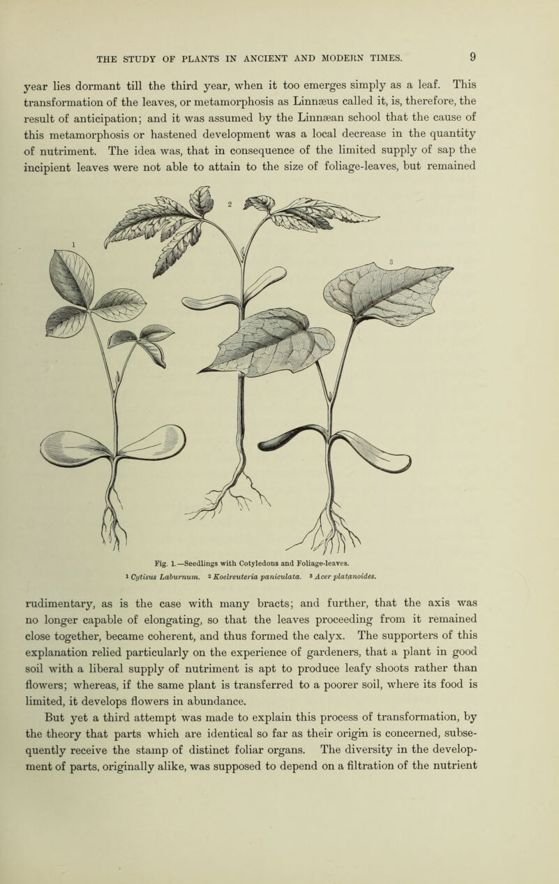 year lies dormant till the third year, when it too emerges simply as a leaf. This transformation of the leaves, or metamorphosis as Linnaeus called it, is, therefore, the result of anticipation; and it was assumed by the Linnsean school that the cause of this metamorphosis or hastened development was a local decrease in the quantity of nutriment. The idea was, that in consequence of the limited supply of sap the incipient leaves were not able to attain to the size of foliage-leaves, but remained Fig. 1.—Seedlings with Cotyledons and Foliage-leaves, i Cytisus Laburnum. 3 Koelreuteria paniculata. 3 Acer platanoides. rudimentary, as is the case with many bracts; and further, that the axis was no longer capable of elongating, so that the leaves proceeding from it remained close together, became coherent, and thus formed the calyx. The supporters of this explanation relied particularly on the experience of gardeners, that a plant in good soil with a liberal supply of nutriment is apt to produce leafy shoots rather than flowers; whereas, if the same plant is transferred to a poorer soil, where its food is limited, it develops flowers in abundance. But yet a third attempt was made to explain this process of transformation, by the theory that parts which are identical so far as their origin is concerned, subse- quently receive the stamp of distinct foliar organs. The diversity in the develop- ment of parts, originally alike, was supposed to depend on a filtration of the nutrient