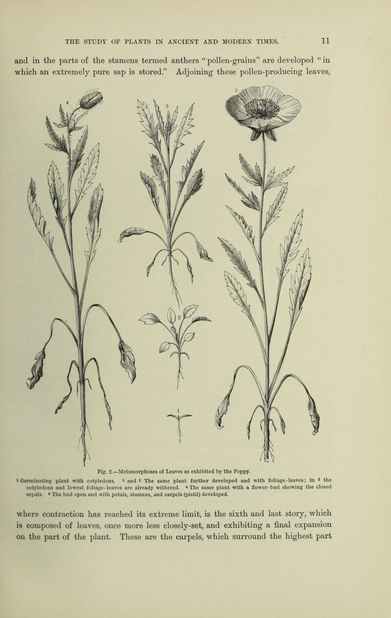 and in the parts of the stamens termed anthers “pollen-grains” are developed “in which an extremely pure sap is stored.” Adjoining these pollen-producing leaves, Fig. 2.—Metamorphoses of Leaves as exhibited by the Poppy. 1 Germinating plant with cotyledons. 2 and 3 The same plant further developed and with foliage-leaves; in 3 the cotyledons and lowest foliage-leaves are already withered. * The same plant with a flower-bud showing the closed sepals. 3 The bud open and with petals, stamens, and carpels (pistil) developed. where contraction has reached its extreme limit, is the sixth and last story, which is composed of leaves, once more less closely-set, and exhibiting a final expansion on the part of the plant. These are the carpels, which surround the highest part