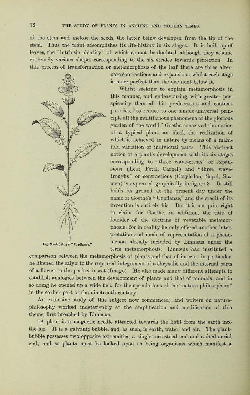 of the stem and inclose the seeds, the latter being developed from the tip of the stem. Thus the plant accomplishes its life-history in six stages. It is built up of leaves, the “ intrinsic identity ” of which cannot be doubted, although they assume extremely various shapes corresponding to the six strides towards perfection. In this process of transformation or metamorphosis of the leaf there are three alter- nate contractions and expansions, whilst each stage is more perfect than the one next below it. Whilst seeking to explain metamorphosis in this manner, and endeavouring, with greater per- spicacity than all his predecessors and contem- poraries, “ to reduce to one simple universal prin- ciple all the multifarious phenomena of the glorious garden of the world,” Goethe conceived the notion of a typical plant, an ideal, the realization of which is achieved in nature by means of a mani- fold variation of individual parts. This abstract notion of a plant’s development with its six stages corresponding to “ three wave-crests ” or expan- sions (Leaf, Petal, Carpel) and “three wave- troughs ” or contractions (Cotyledon, Sepal, Sta- men) is expressed graphically in figure 3. It still holds its ground at the present day under the name of Goethe’s “Urpflanze,” and the credit of its invention is entirely his. But it is not quite right to claim for Goethe, in addition, the title of founder of the doctrine of vegetable metamor- phosis; for in reality he only offered another inter- pretation and mode of representation of a pheno- menon already included by Linnaeus under the term metamorphosis. Linnaeus had instituted a comparison between the metamorphosis of plants and that of insects; in particular, he likened the calyx to the ruptured integument of a chrysalis and the internal parts of a flower to the perfect insect (Imago). He also made many different attempts to establish analogies between the development of plants and that of animals; and in so doing he opened up a wide field for the speculations of the “nature philosophers” in the earlier part of the nineteenth century. An extensive study of this subject now commenced; and writers on nature- philosophy worked indefatigably at the amplification and modification of this theme, first broached by Linnaeus. “A plant is a magnetic needle attracted towards the light from the earth into the air. It is a galvanic bubble, and, as such, is earth, water, and air. The plant- bubble possesses two opposite extremities, a single terrestrial end and a dual aerial end; and so plants must be looked upon as being organisms which manifest a Fig. 3.—Goethe’s Urpflanze.