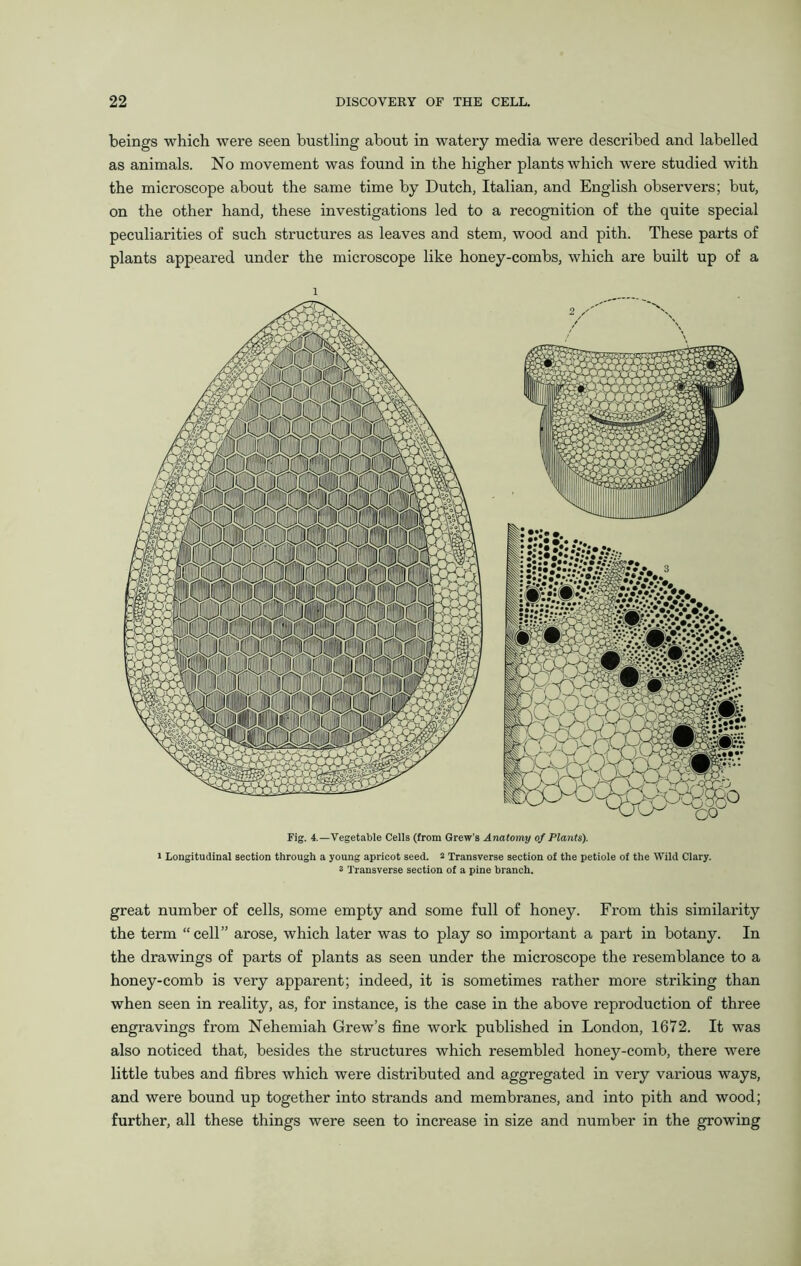 beings which were seen bustling about in watery media were described and labelled as animals. No movement was found in the higher plants which were studied with the microscope about the same time by Dutch, Italian, and English observers; but, on the other hand, these investigations led to a recognition of the quite special peculiarities of such structures as leaves and stem, wood and pith. These parts of plants appeared under the microscope like honey-combs, which are built up of a Fig. 4.—Vegetable Cells (from Grew's Anatomy of Plants). 1 Longitudinal section through a young apricot seed, a Transverse section of the petiole of the Wild Clary. 3 Transverse section of a pine branch. great number of cells, some empty and some full of honey. From this similarity the term “cell” arose, which later was to play so important a part in botany. In the drawings of parts of plants as seen under the microscope the resemblance to a honey-comb is very apparent; indeed, it is sometimes rather more striking than when seen in reality, as, for instance, is the case in the above reproduction of three engravings from Nehemiah Grew’s fine work published in London, 1672. It was also noticed that, besides the structures which resembled honey-comb, there were little tubes and fibres which were distributed and aggregated in very various ways, and were bound up together into strands and membranes, and into pith and wood; further, all these things were seen to increase in size and number in the growing