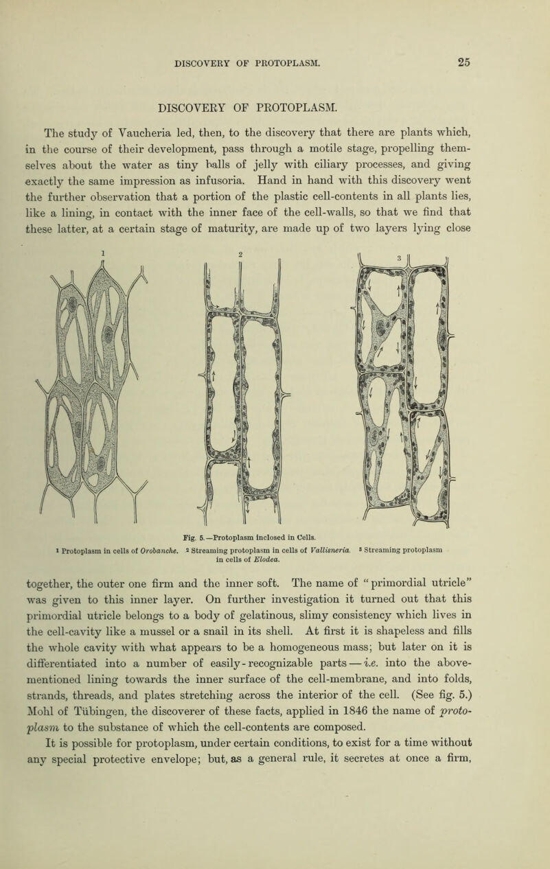 DISCOVERY OF PROTOPLASM. The study of Vaucheria led, then, to the discovery that there are plants which, in the course of their development, pass through a motile stage, propelling them- selves about the water as tiny halls of jelly with ciliary processes, and giving exactly the same impression as infusoria. Hand in hand with this discovery went the further observation that a portion of the plastic cell-contents in all plants lies, like a lininof, in contact with the inner face of the cell-walls, so that we find that these latter, at a certain stage of maturity, are made up of two layers lying close Fig. 5.—Protoplasm inclosed in Cells. • Protoplasm in cells of Orobanche. 2 Streaming protoplasm in cells of Vallisneria. 3 Streaming protoplasm in cells of Elodea. together, the outer one firm and the inner soft. The name of “ primordial utricle ” was given to this inner layer. On further investigation it turned out that this primordial utricle belongs to a body of gelatinous, slimy consistency which lives in the cell-cavity like a mussel or a snail in its shell. At first it is shapeless and fills the whole cavity with what appears to be a homogeneous mass; but later on it is differentiated into a number of easily - recognizable parts — i.e. into the above- mentioned lining towards the inner surface of the cell-membrane, and into folds, strands, threads, and plates stretching across the interior of the cell. (See fig. 5.) Mohl of Tubingen, the discoverer of these facts, applied in 1846 the name of proto- plasm to the substance of which the cell-contents are composed. It is possible for protoplasm, under certain conditions, to exist for a time without any special protective envelope; but, as a general rule, it secretes at once a firm,